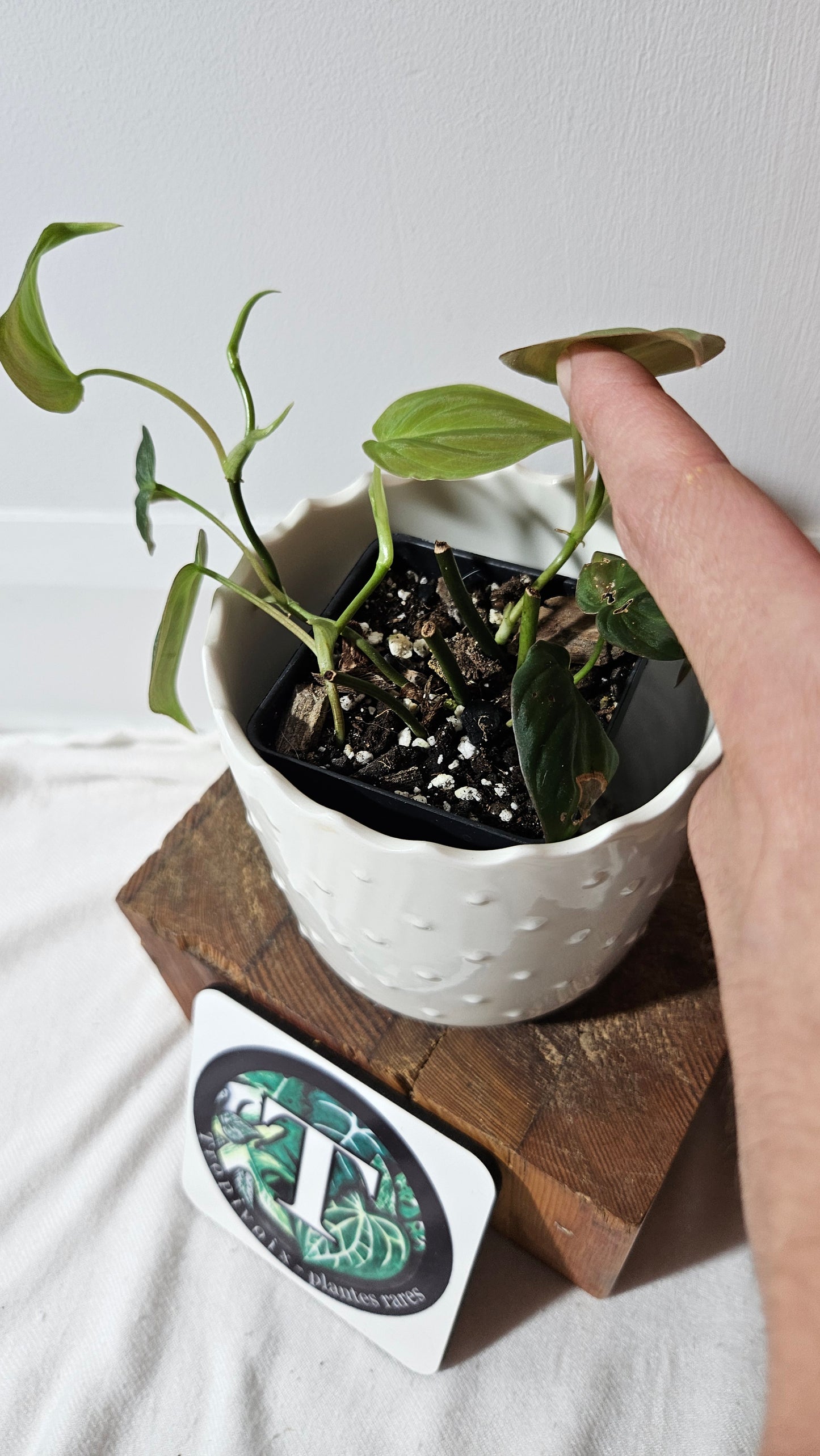 Philodendron Mican Var. REVERT (PHI-844)