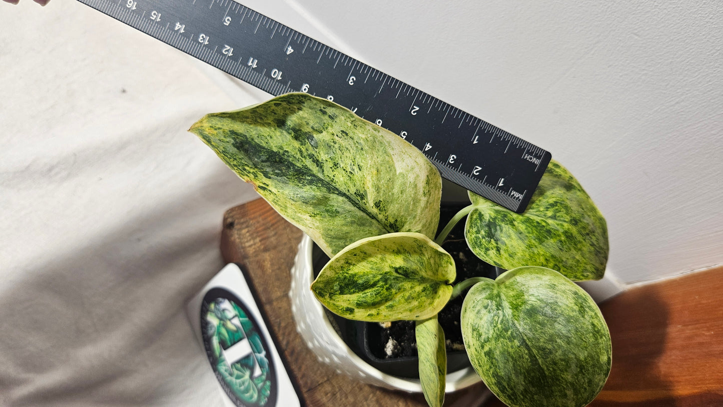 Scindapsus Tembaga (SCI-954)