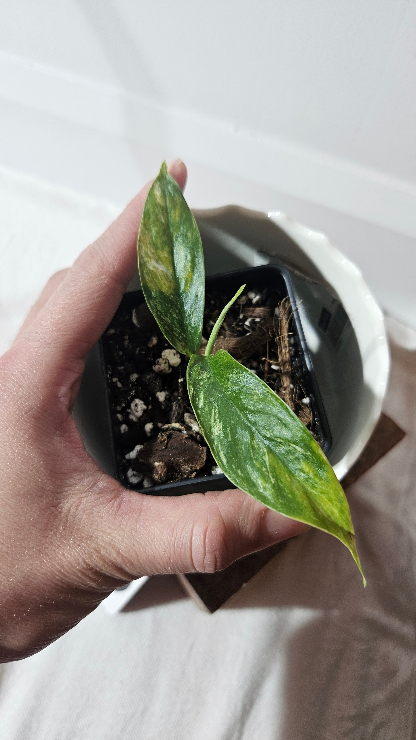 Rhaphidophora Masuwa Variegata (AUT-068)