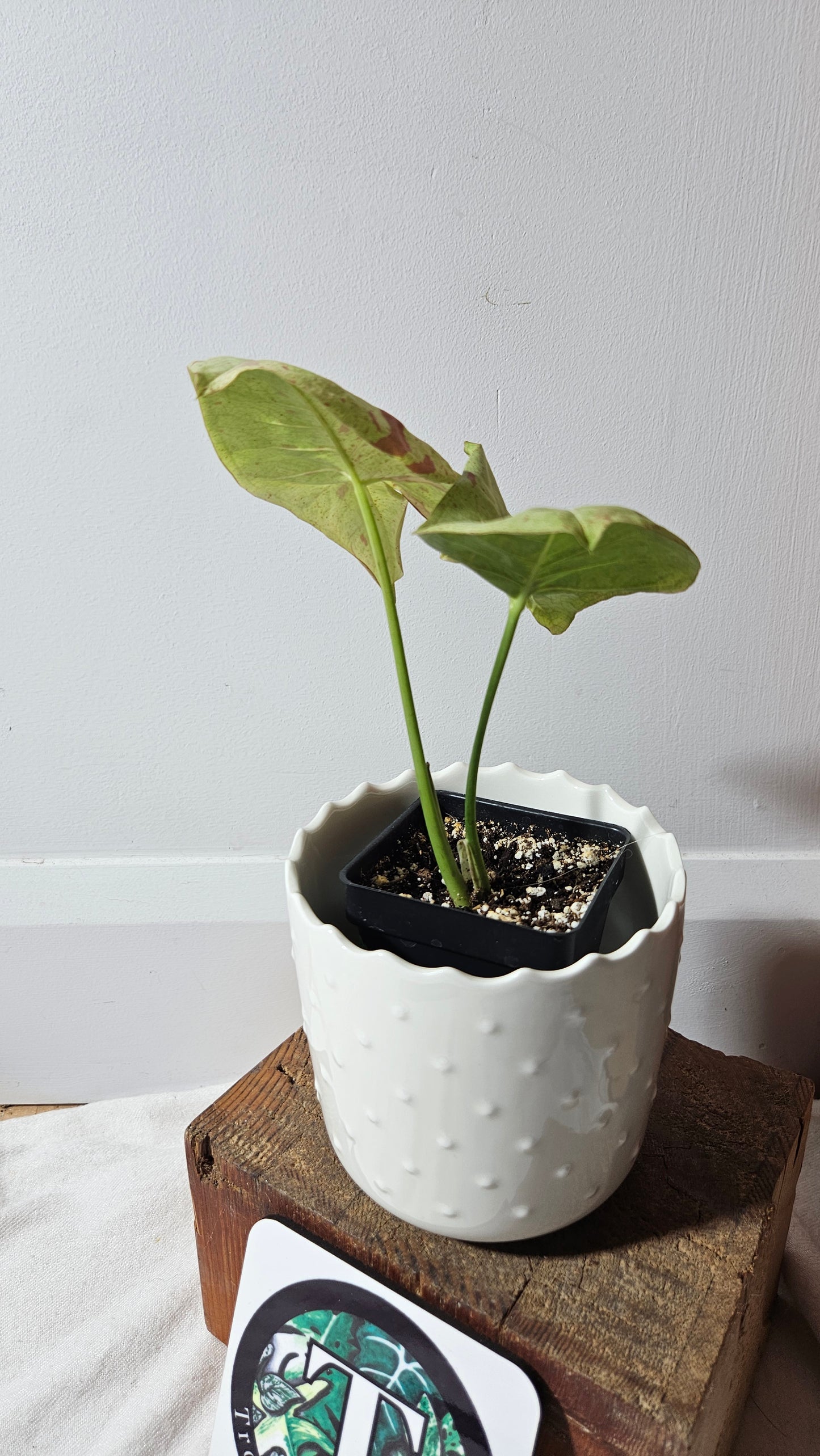 Syngonium Milk Confetti (SYN-358)