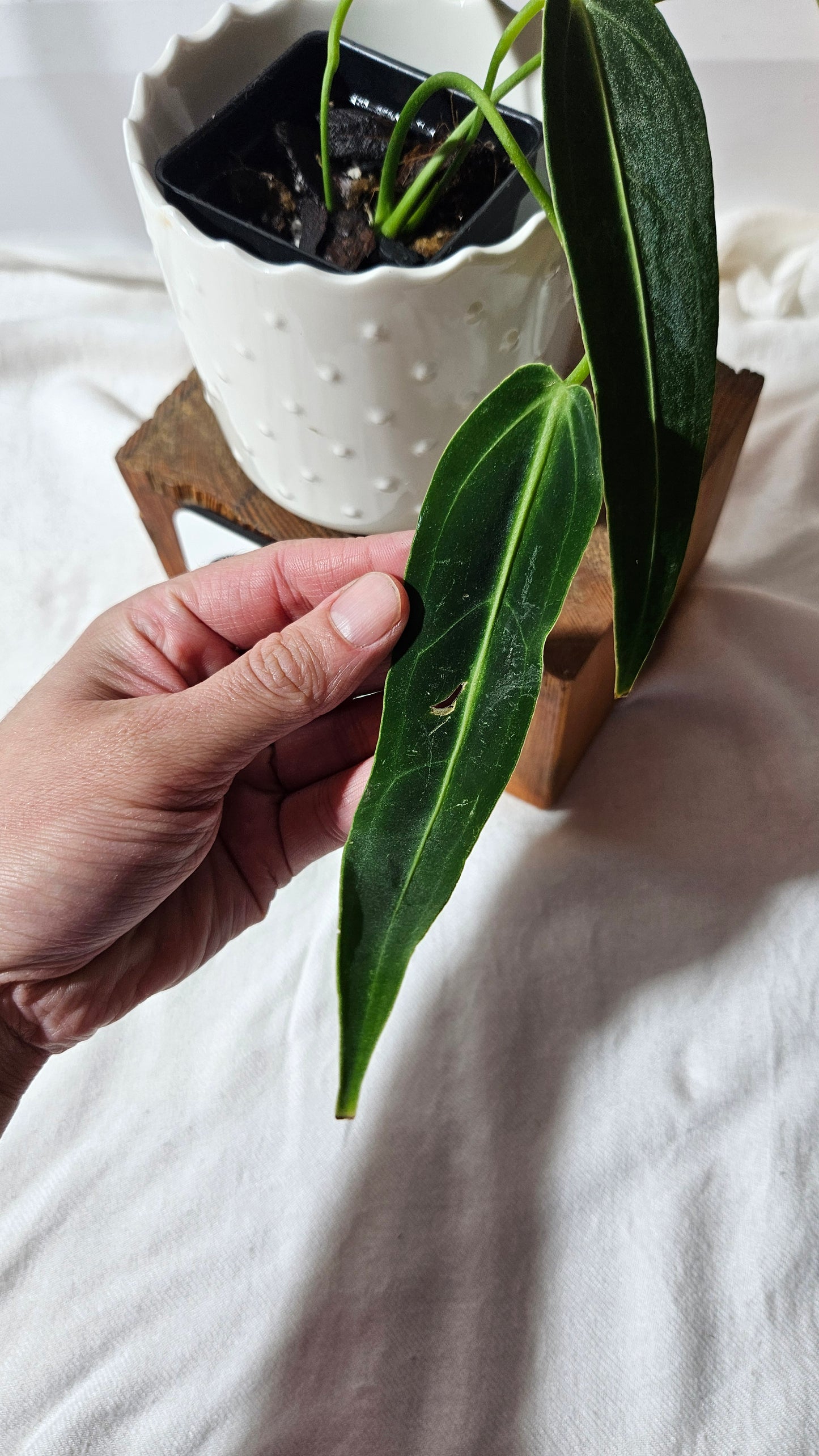 Anthurium Warocqueanum "format MOYEN"(ANT-424)