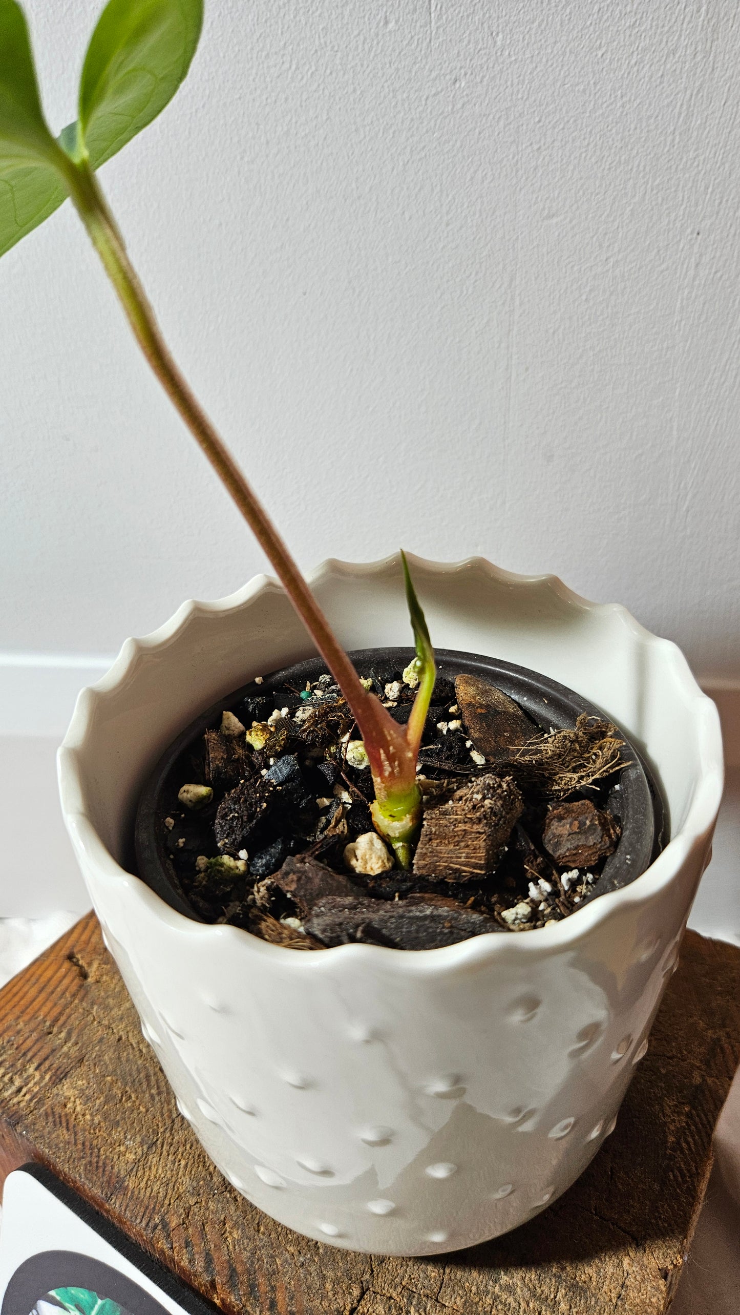 Anthurium Tiwintza Aff Velvet "format MOYEN" (ANT-190)