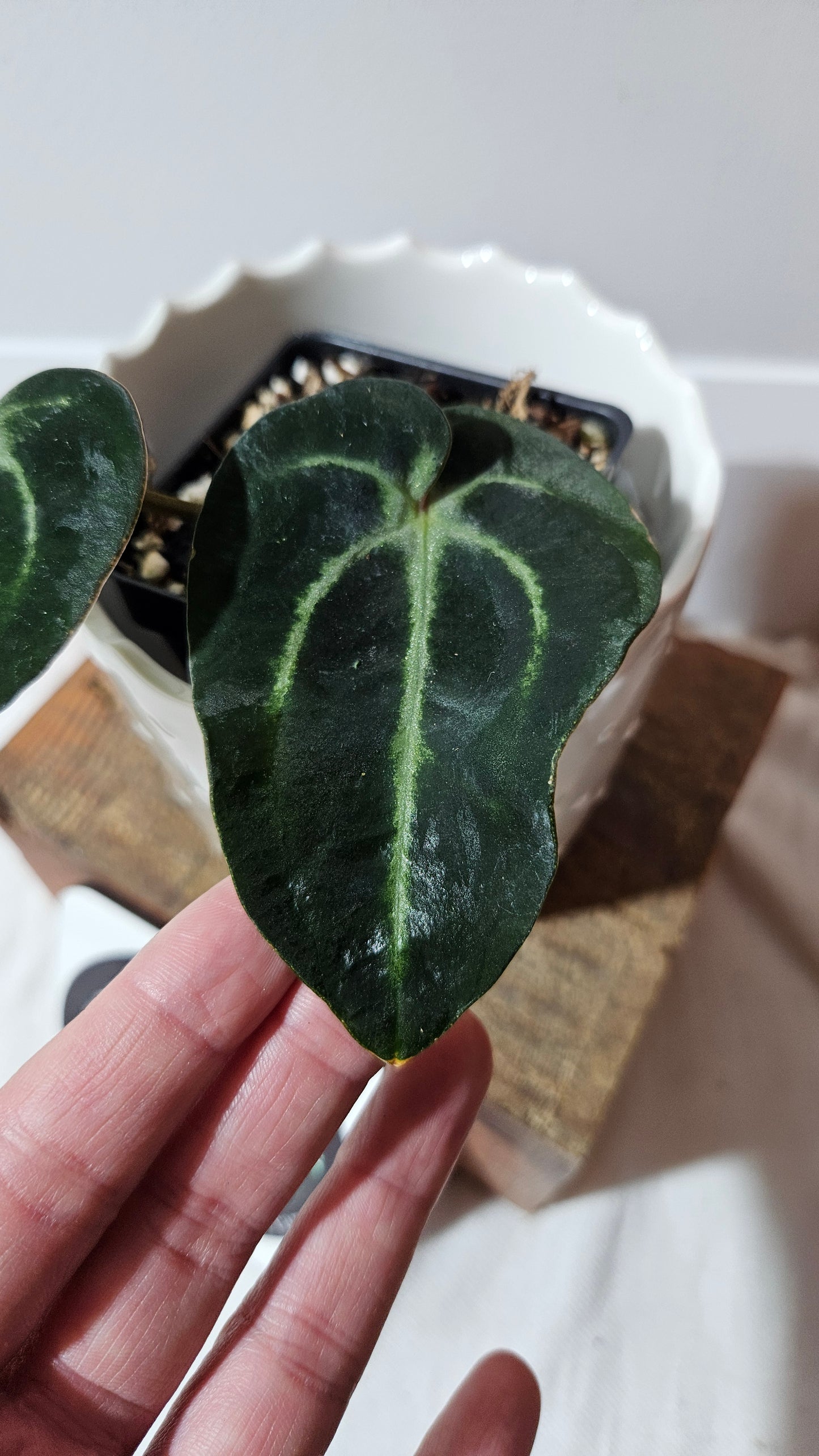 Anthurium Carlablackiae "Mutate & Dark leaf" (d'équateur) "format PETIT" (ANT-471)
