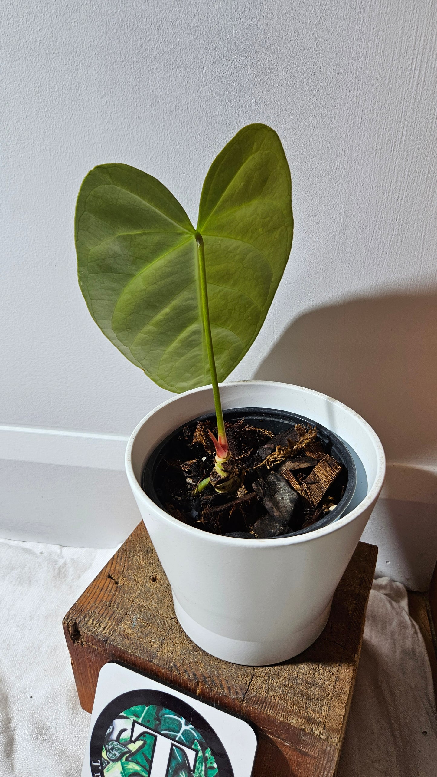 Anthurium Moira Velvet "format MOYEN" (ANT-568)