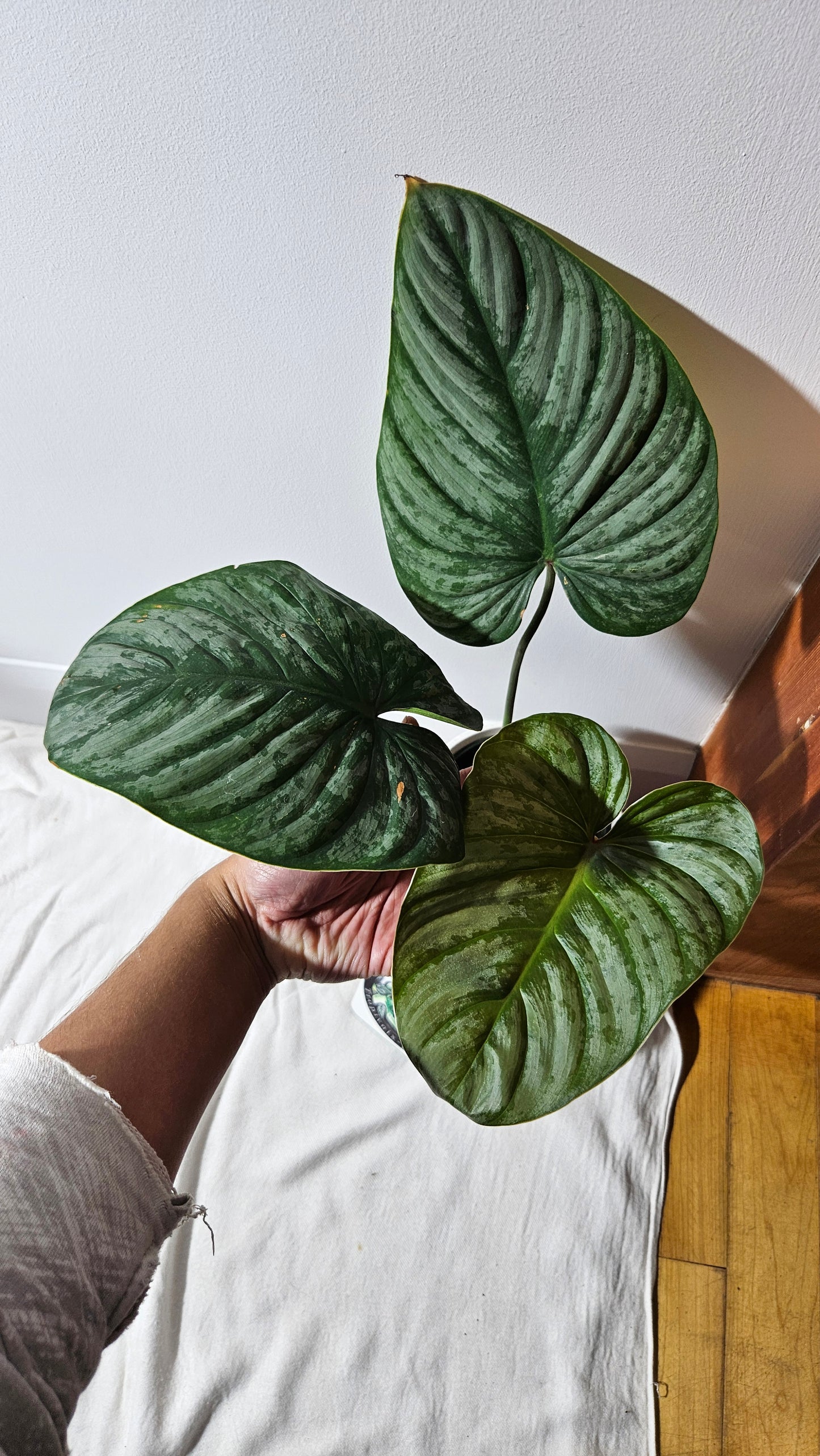 Philodendron Mamei X Lynamii (PHI-937)