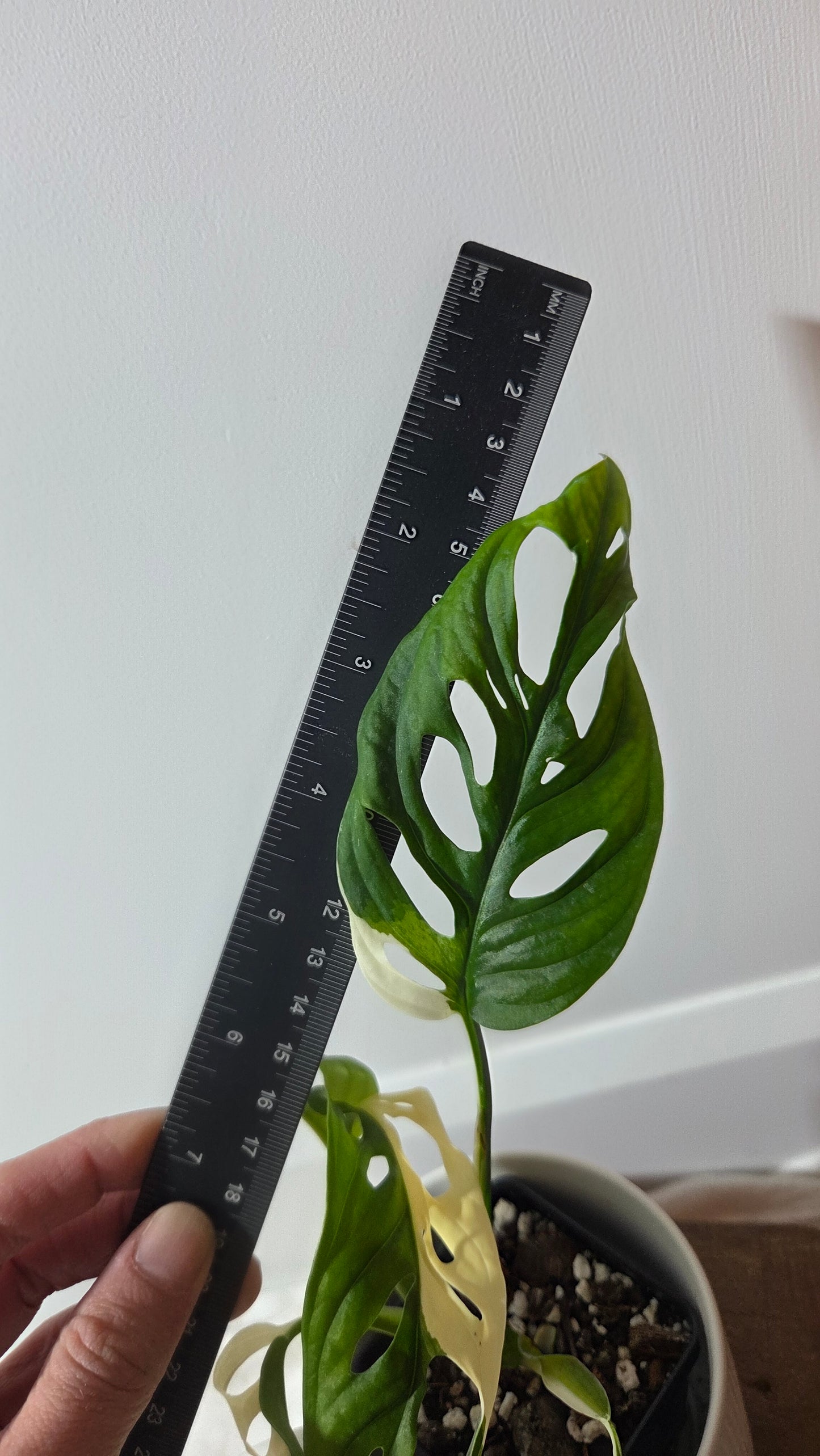 Monstera Andasonii Albo/ Génétique Half&Half (MON-508)