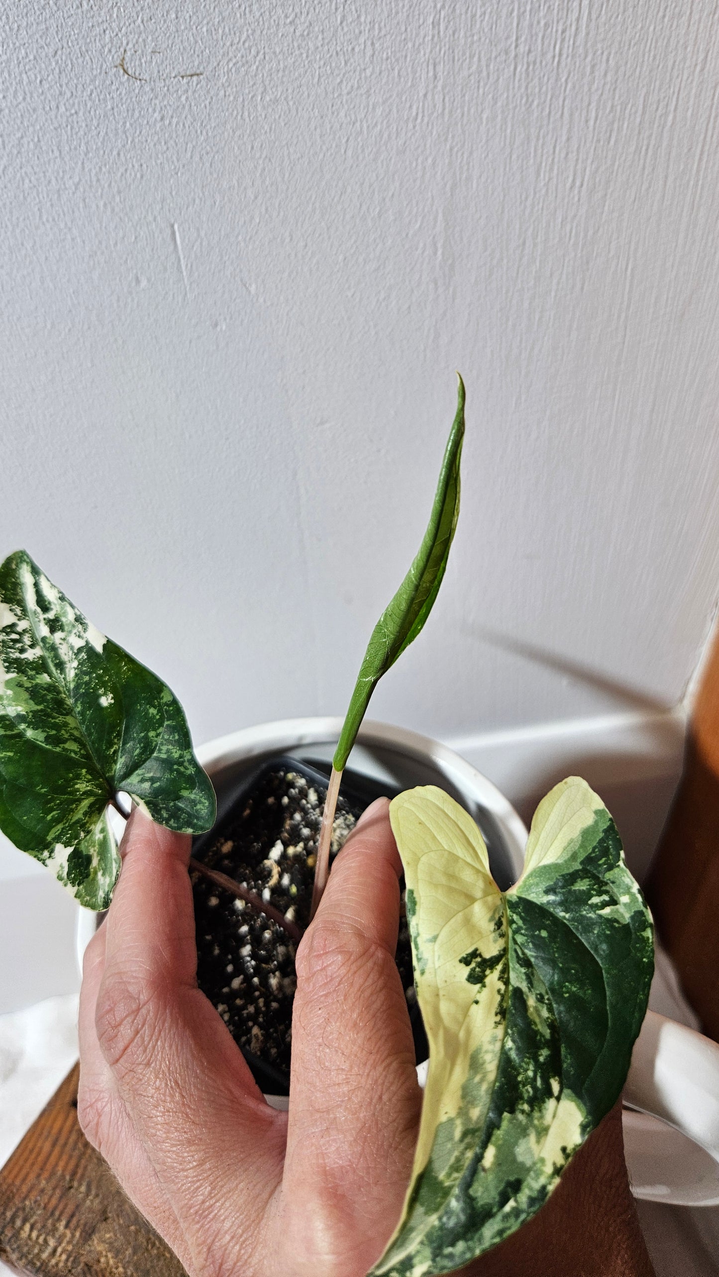 Syngonium Albo (SYN-473)