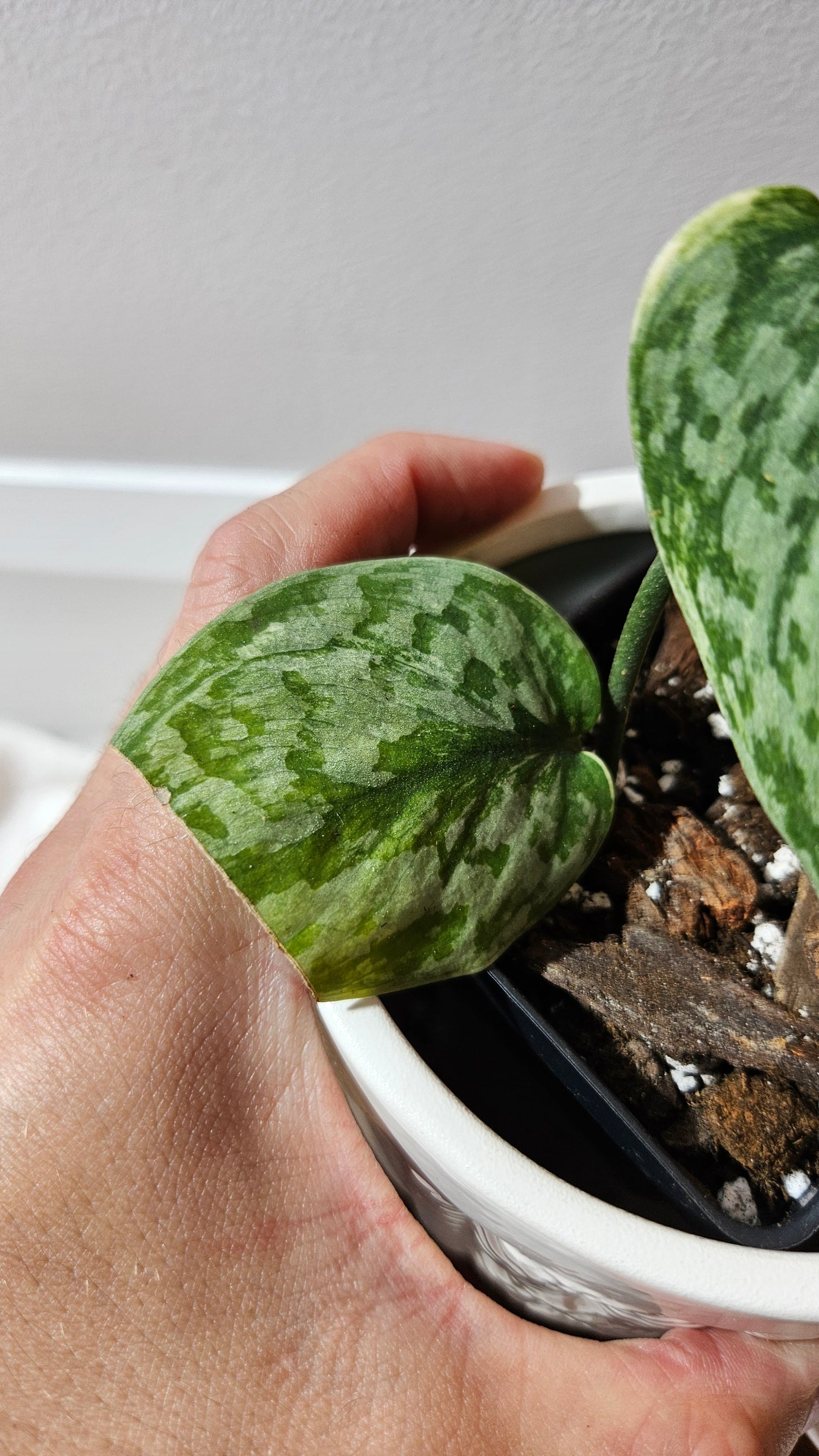 Scindapsus Geulis (SCI-1217)