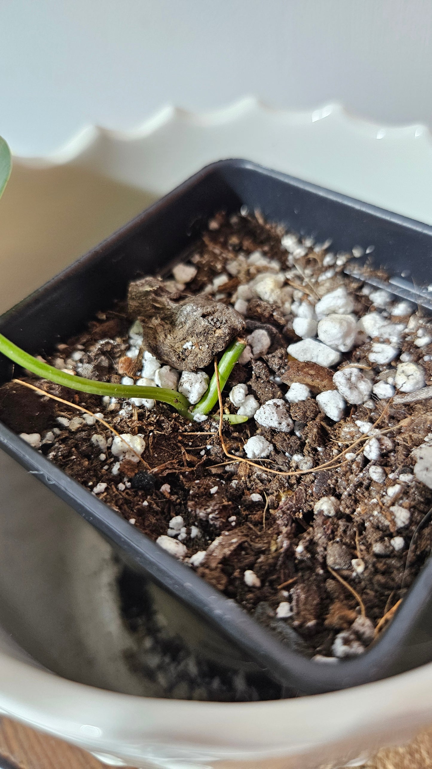 Philodendron Hederaceum Rio (PHI-818)