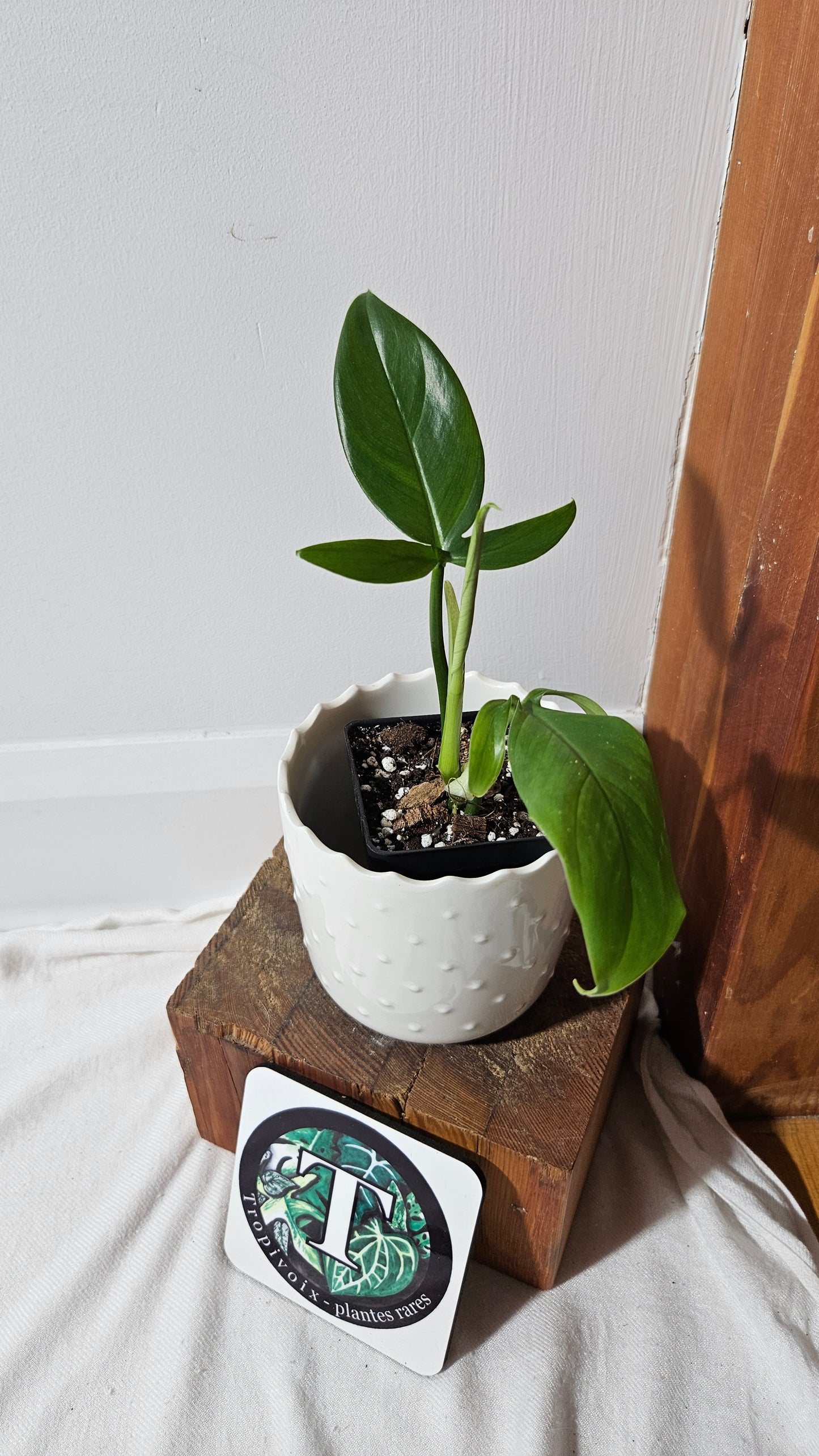 Philodendron Tripartitum (PHI-853)
