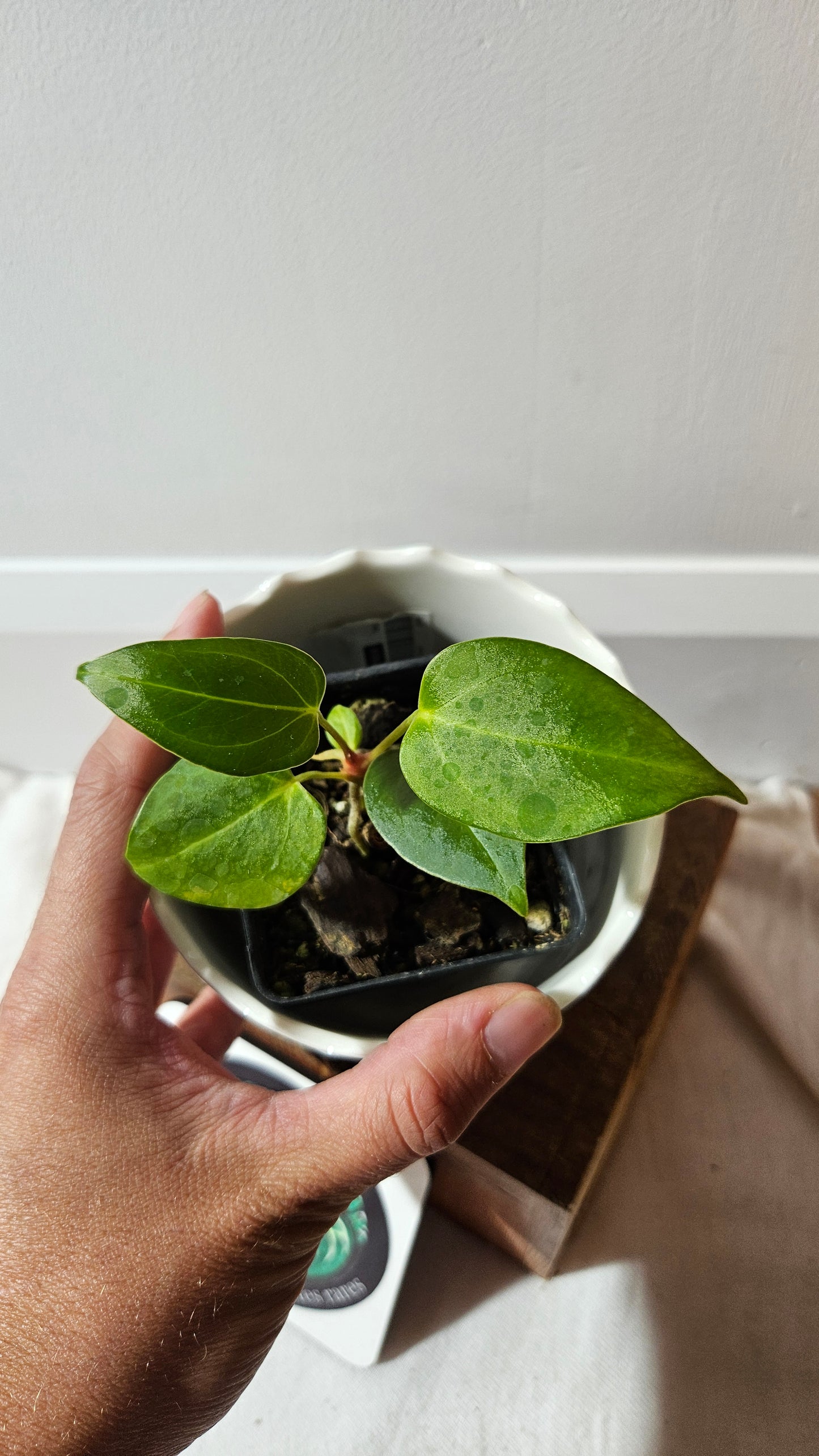 Anthurium Portillae (Indo) "format PETIT" (ANT-494)