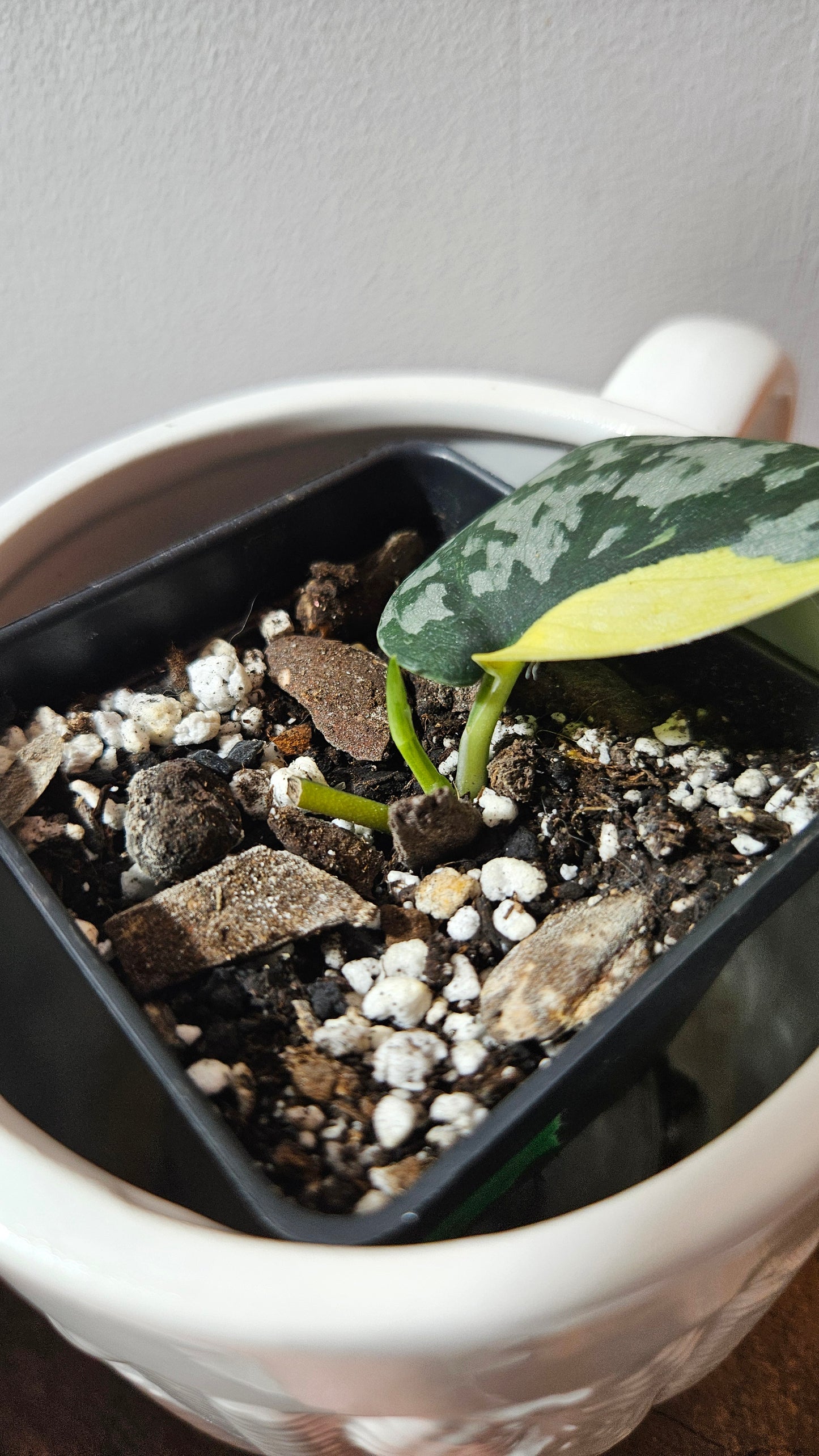 Scindapsus Mayari (SCI-1199)