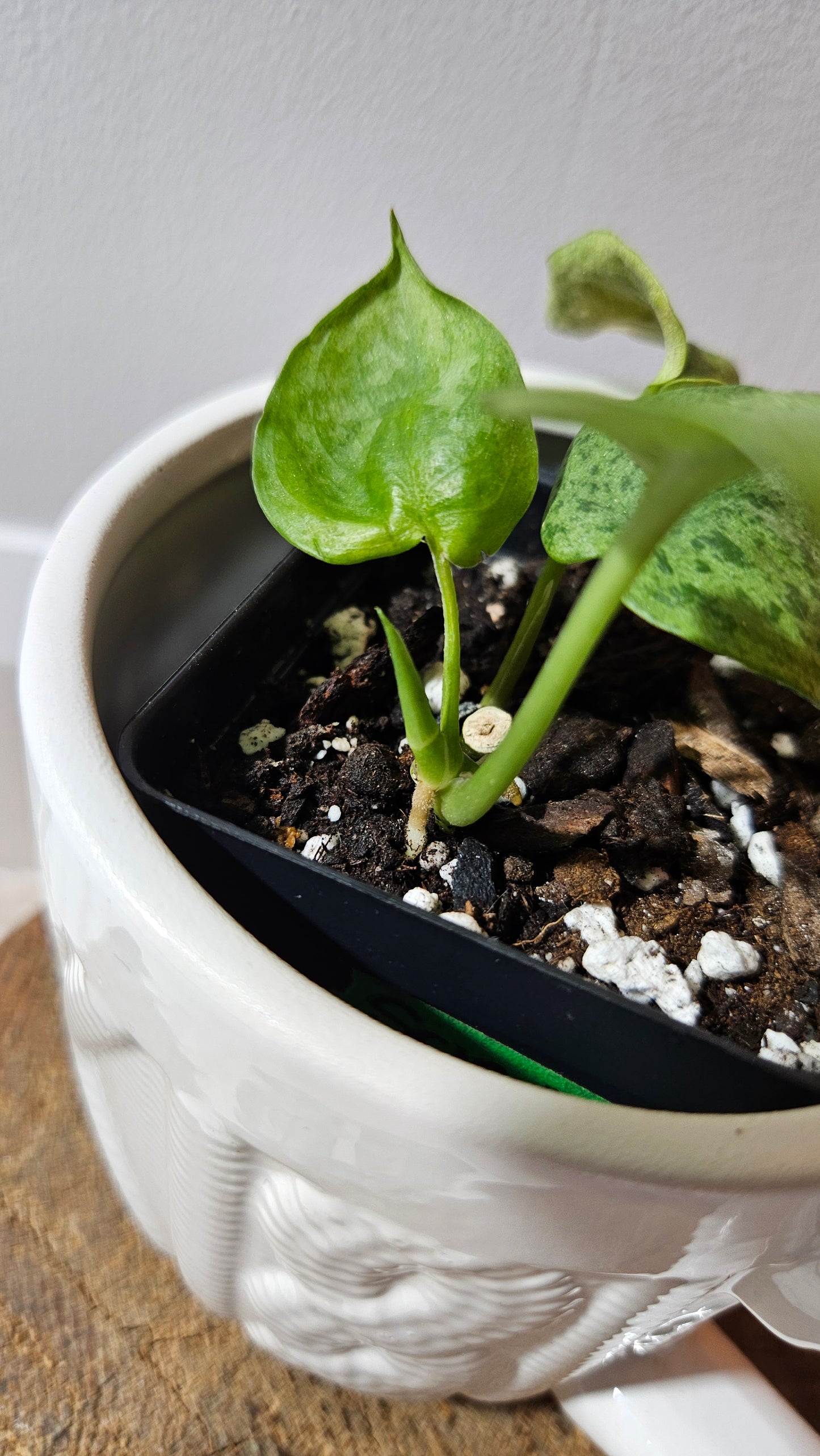 Scindapsus Mojito (SCI-1174)