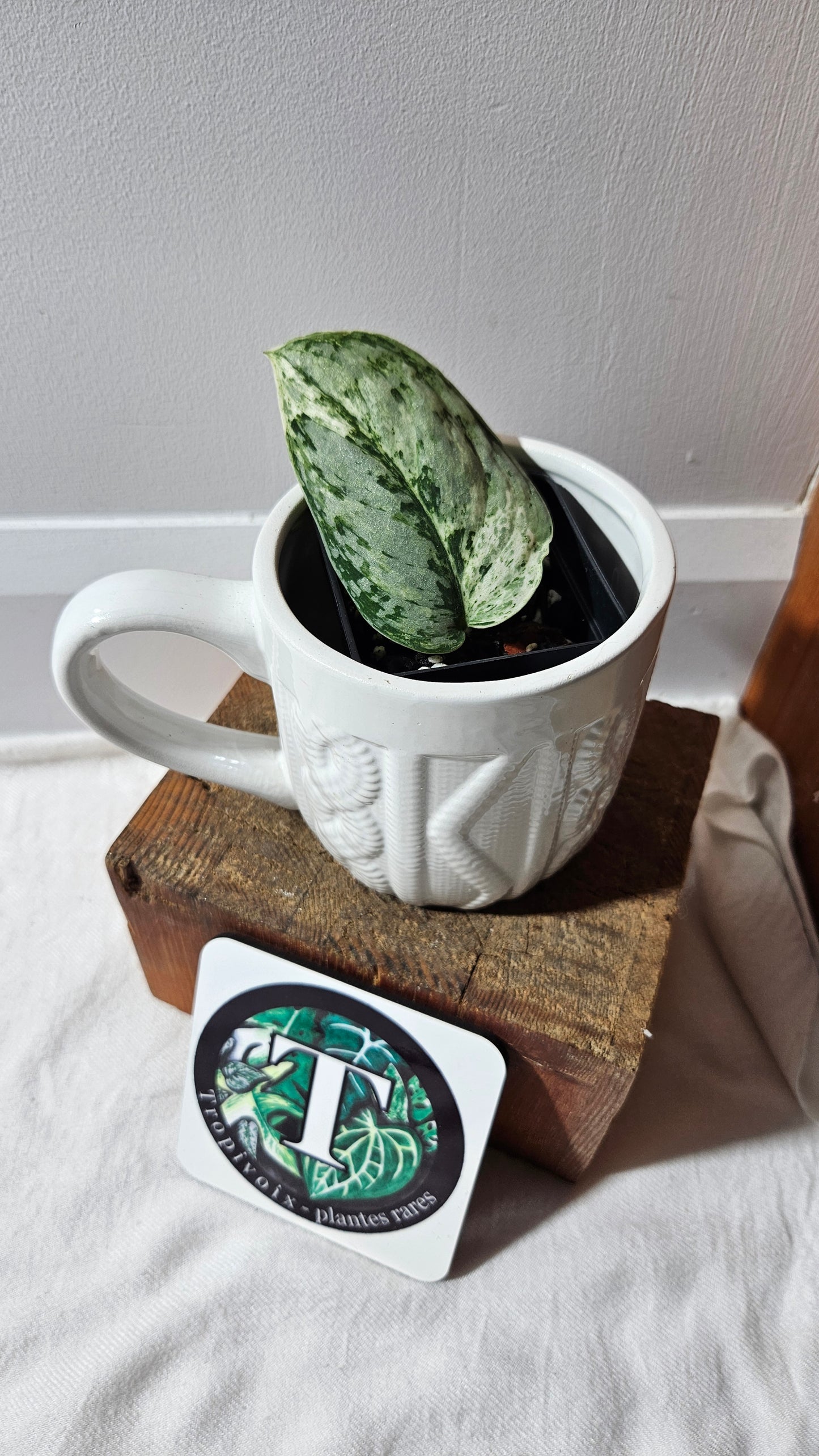 Scindapsus Peasun (SCI-1059)