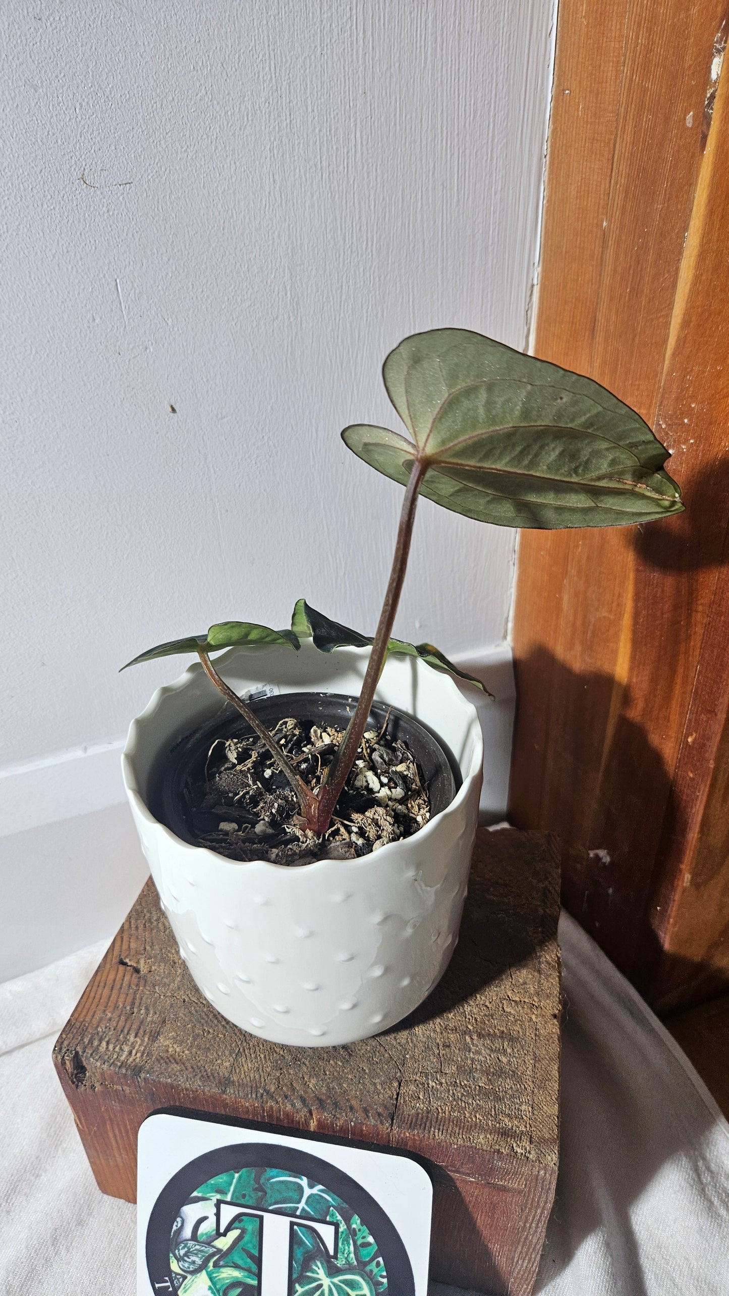Anthurium Carlablackiae (d'équateur) "format MOYEN" (ANT-392)