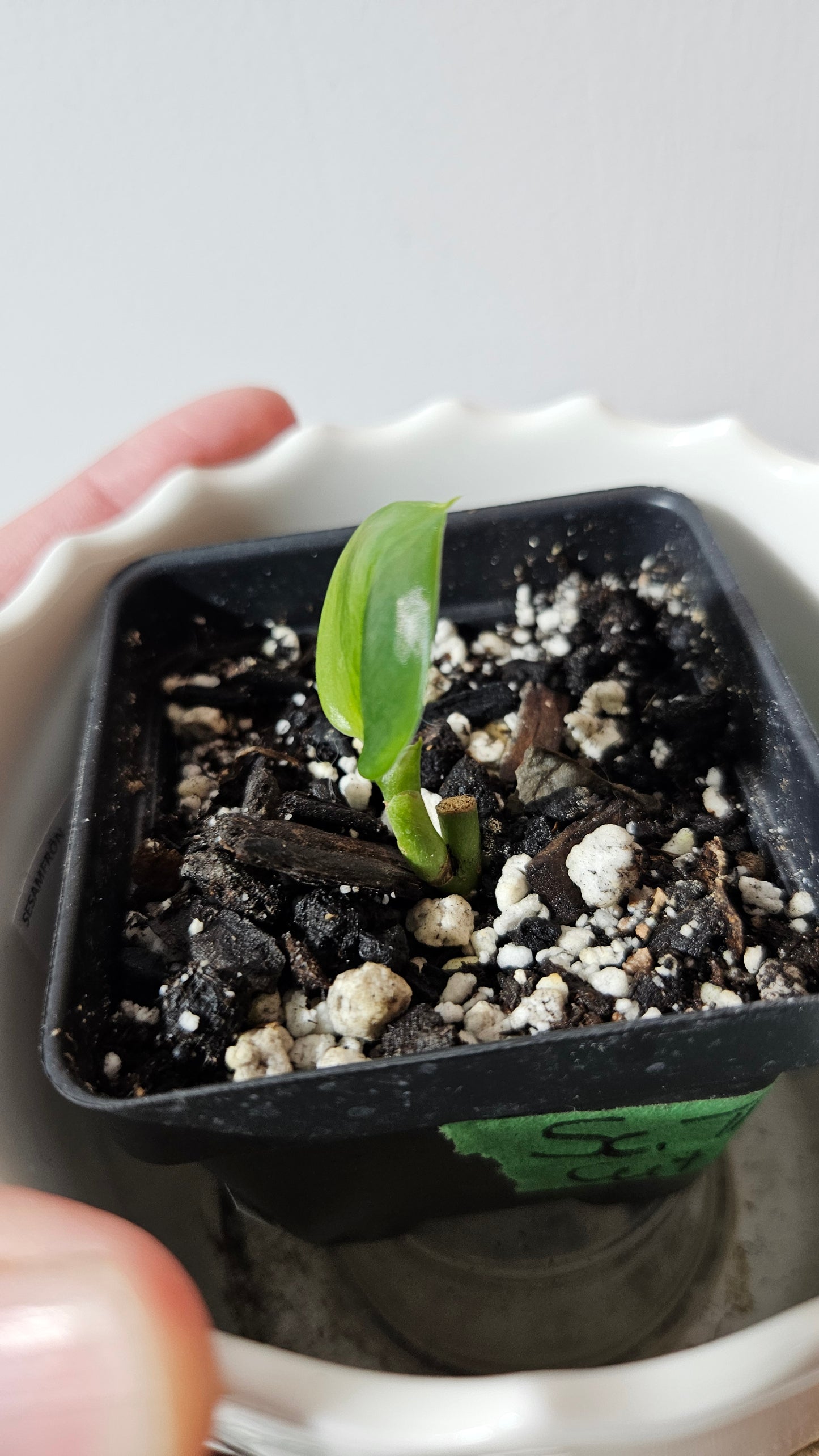 Scindapsus Treubii Bornéo "Green on green" (SCI-1052)