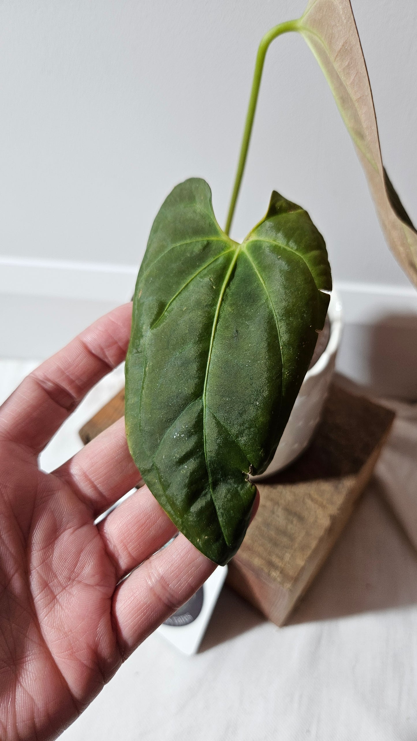 Anthurium Dark Phoenix X Panama "format MOYEN" (ANT-492)