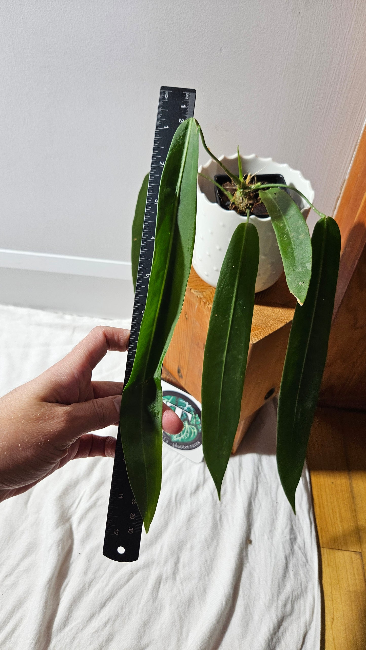 Anthurium Pallidiflorum "format MOYEN/LARGE"(ANT-600)