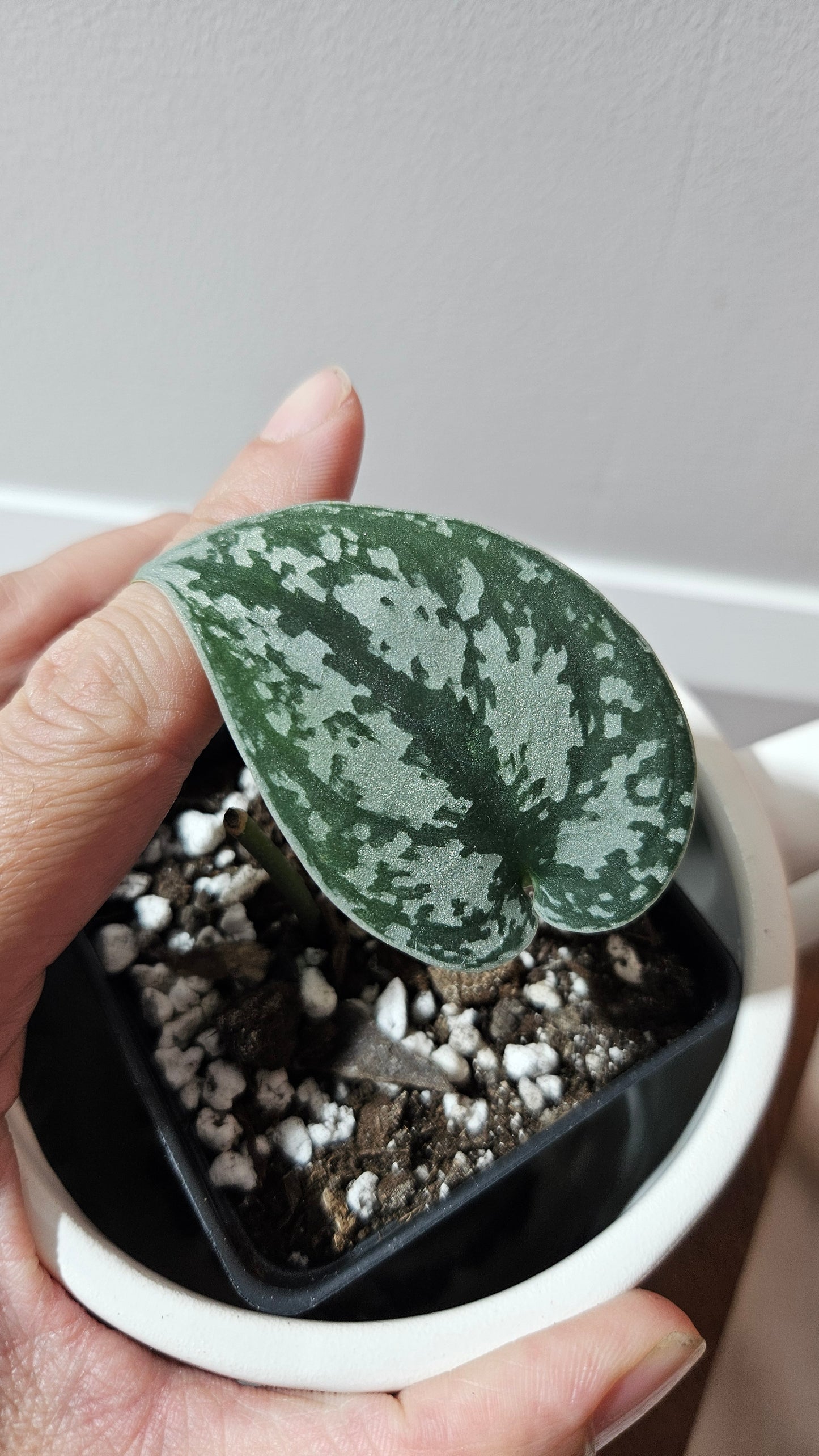 Scindapsus Silver Queen (SCI-1187)