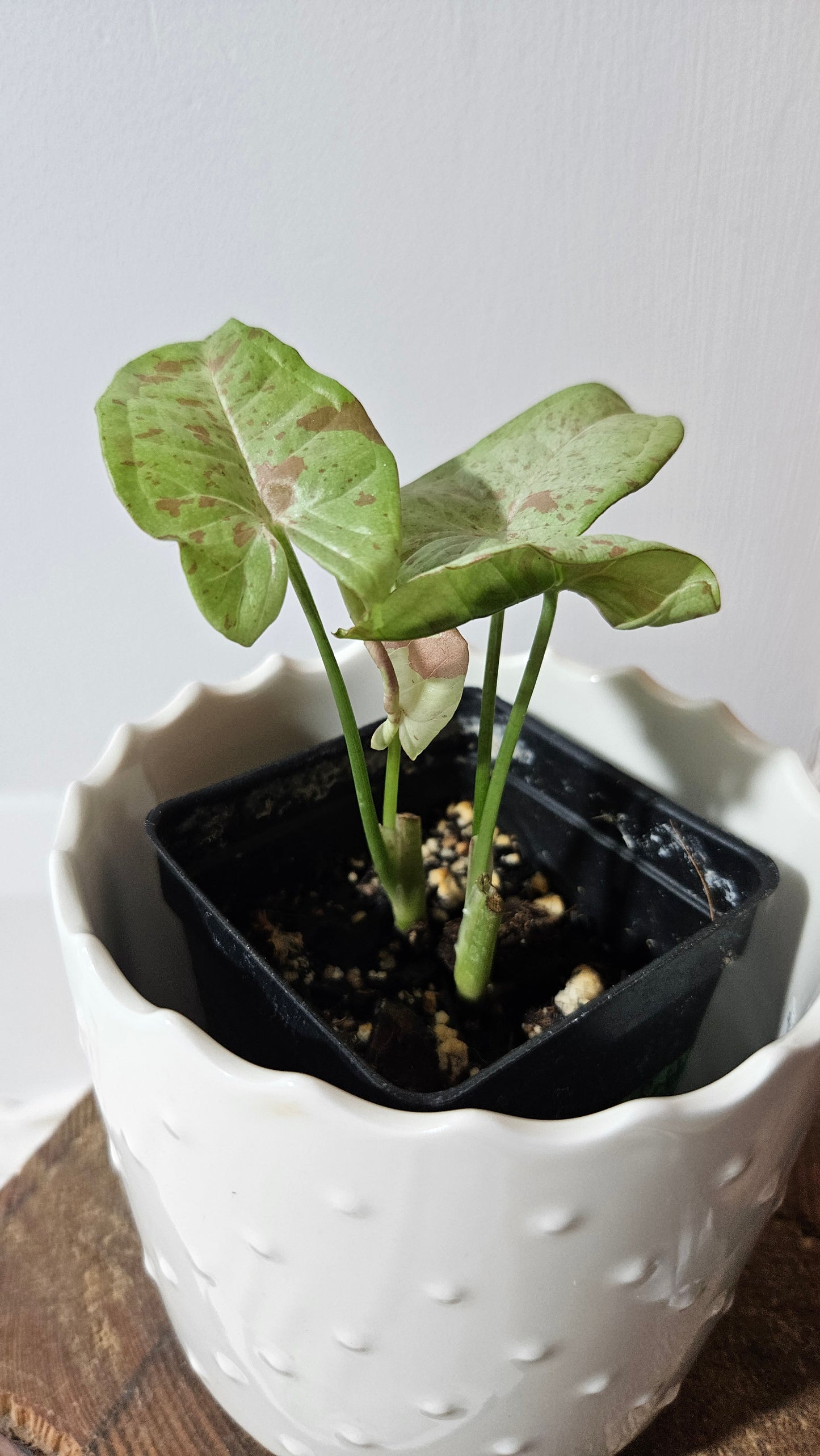Syngonium Milk Confetti (SYN-455)