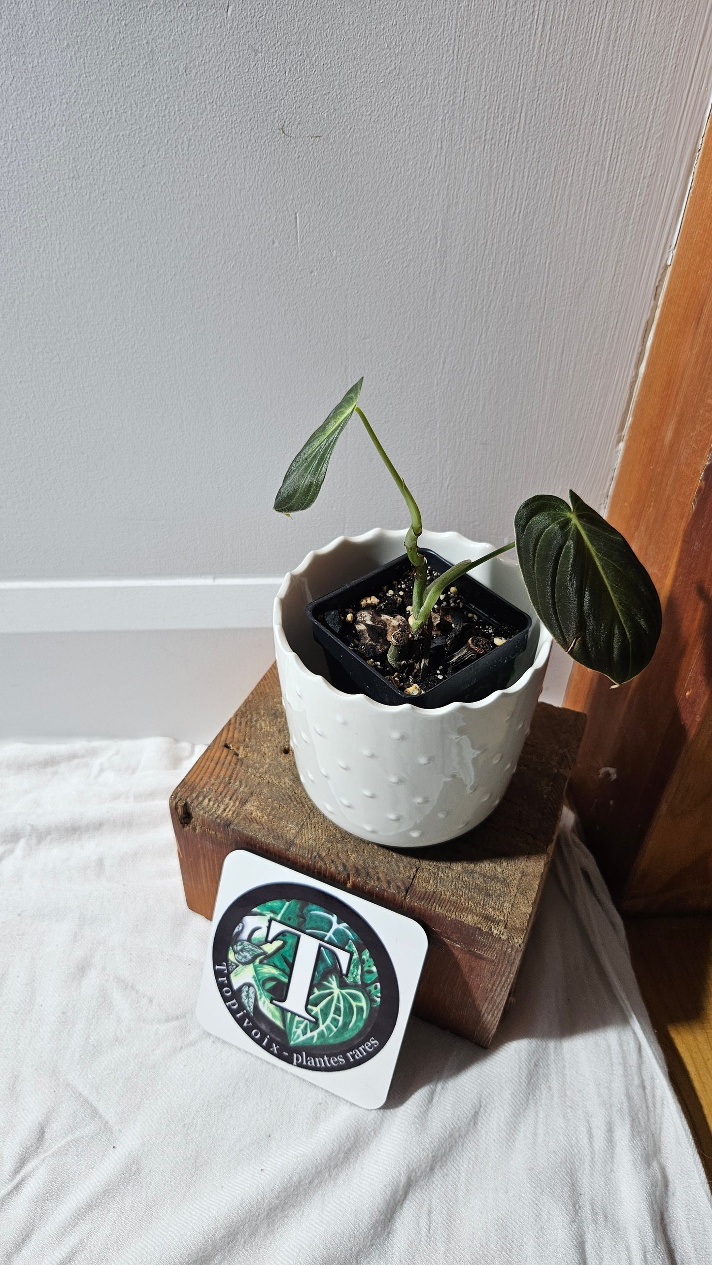 Philodendron Melanochrysum (PHI-862)