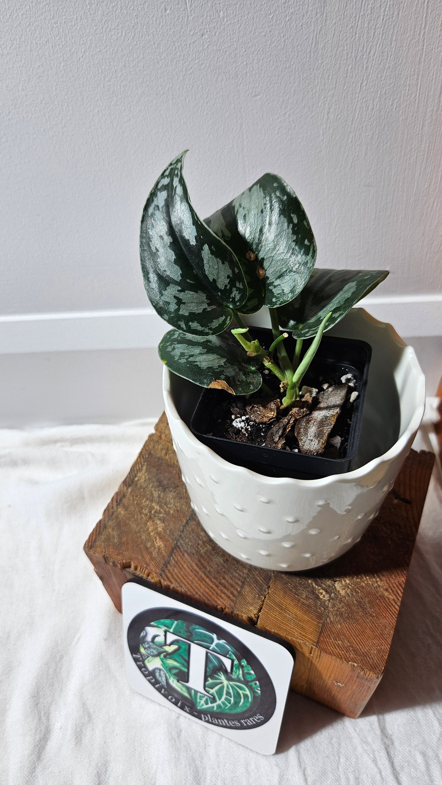 Scindapsus Black Exotica (SCI-1336)