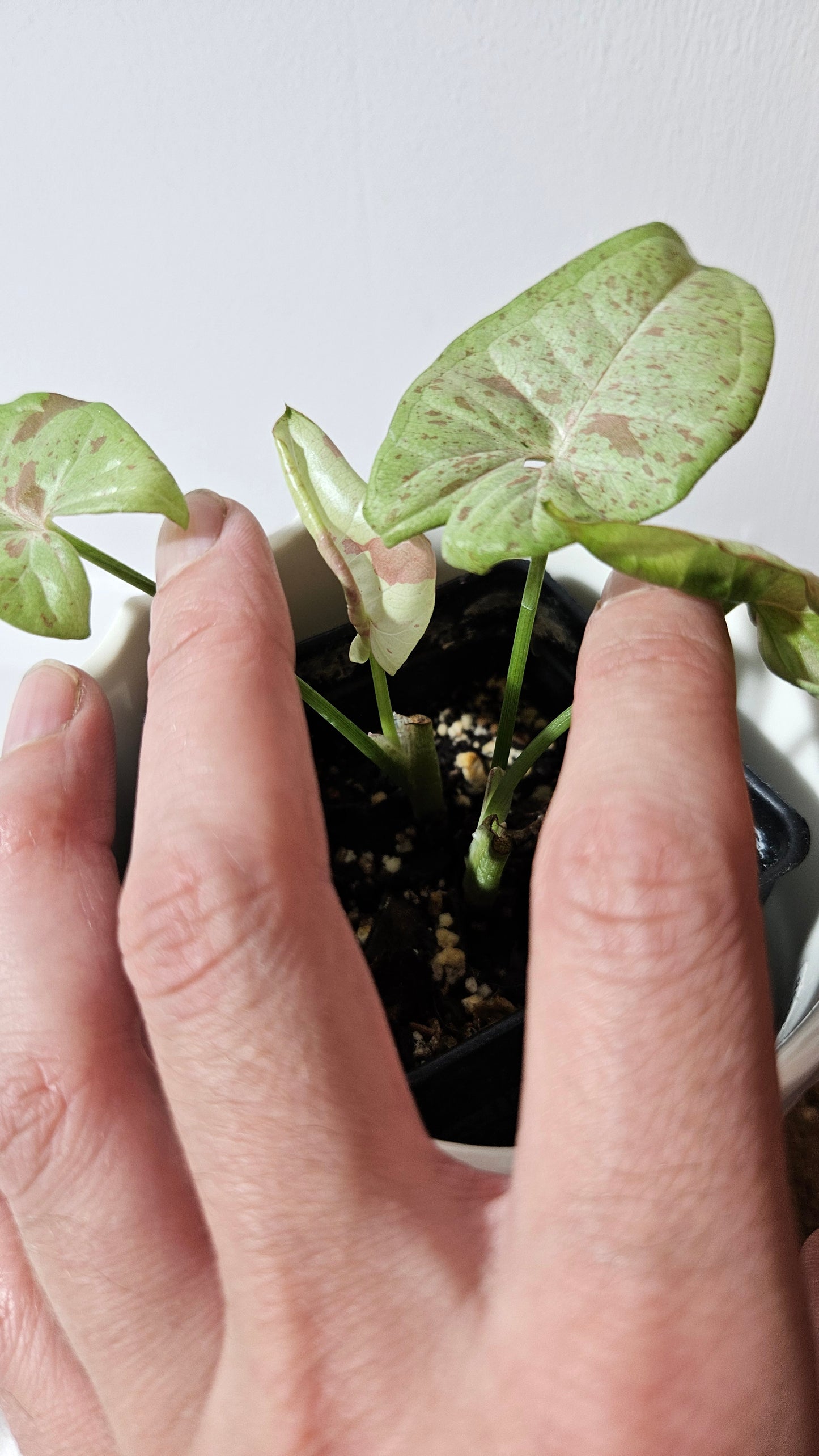 Syngonium Milk Confetti (SYN-455)