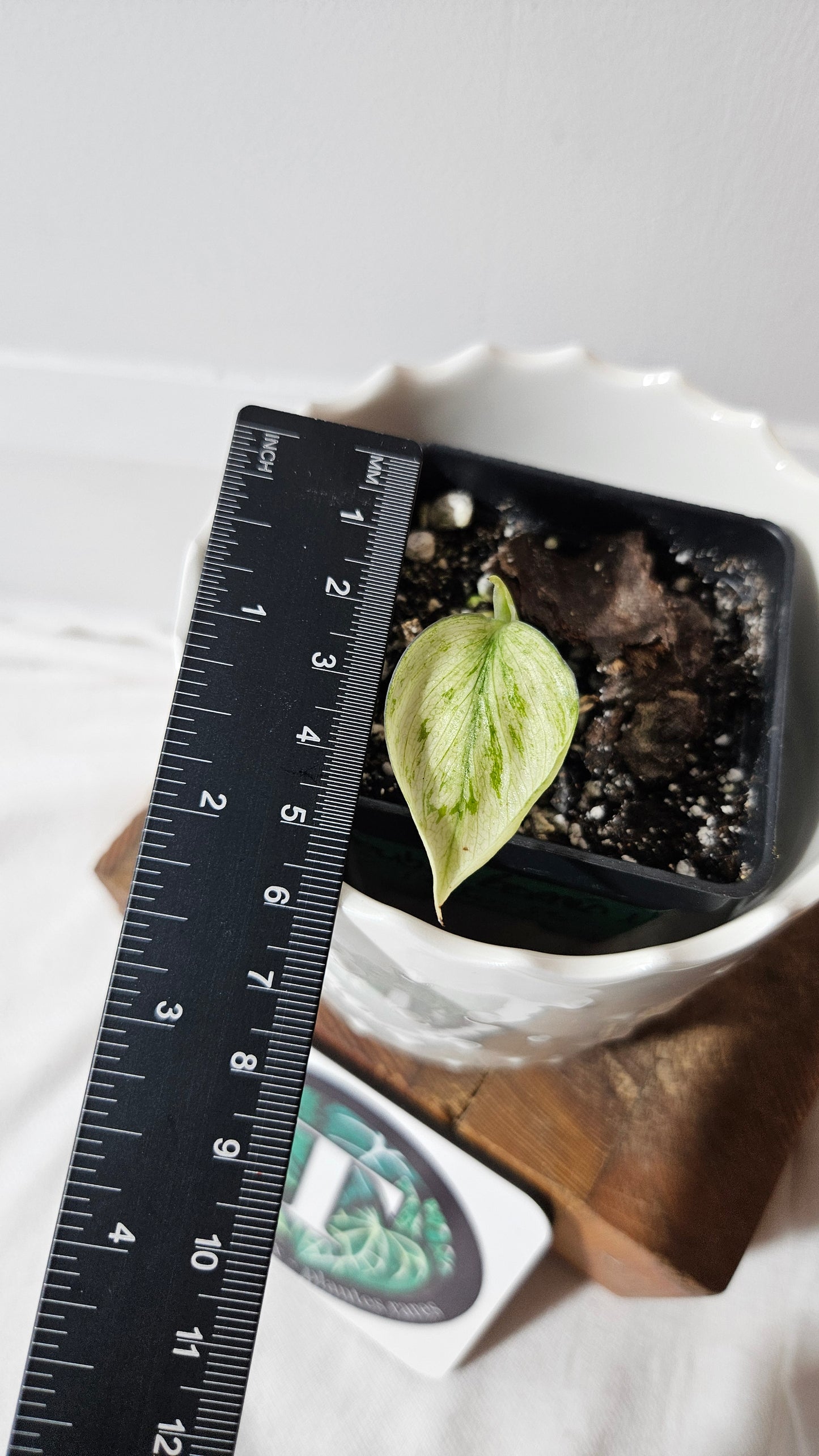 Scindapsus Treubii Bornéo Mint (SCI-875)