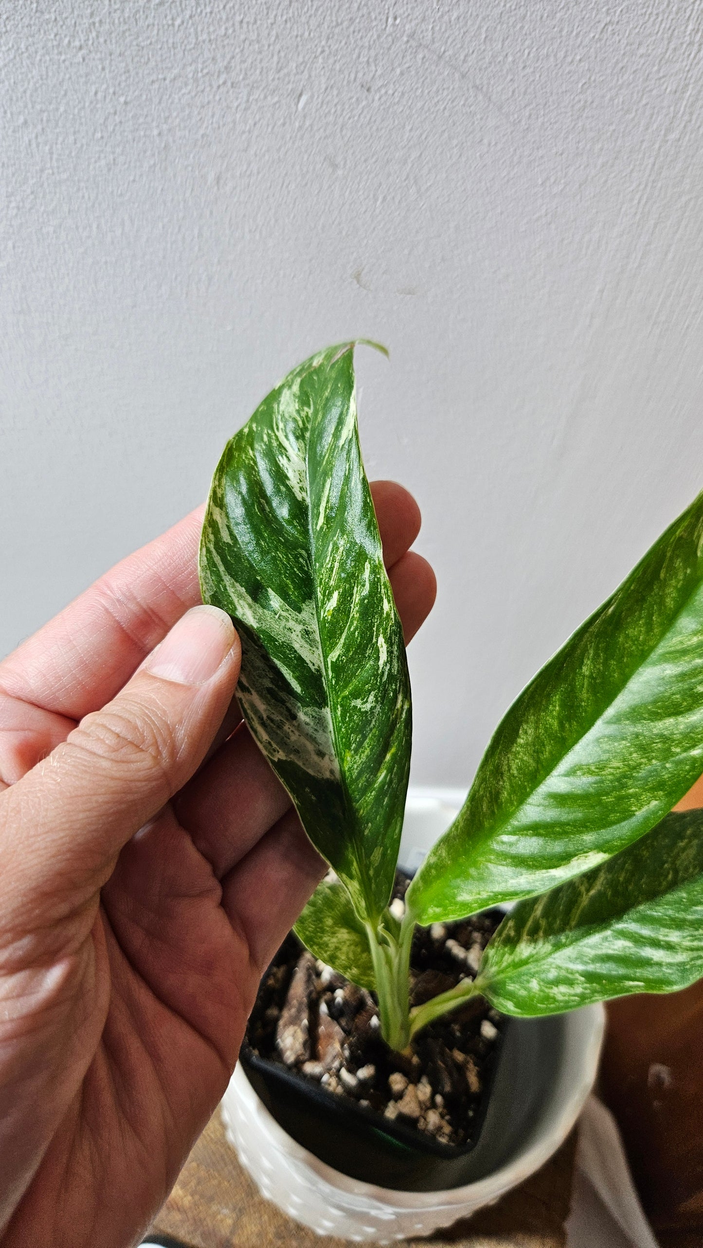 Rhaphidophora Megasperma Variegata (AUT-073)