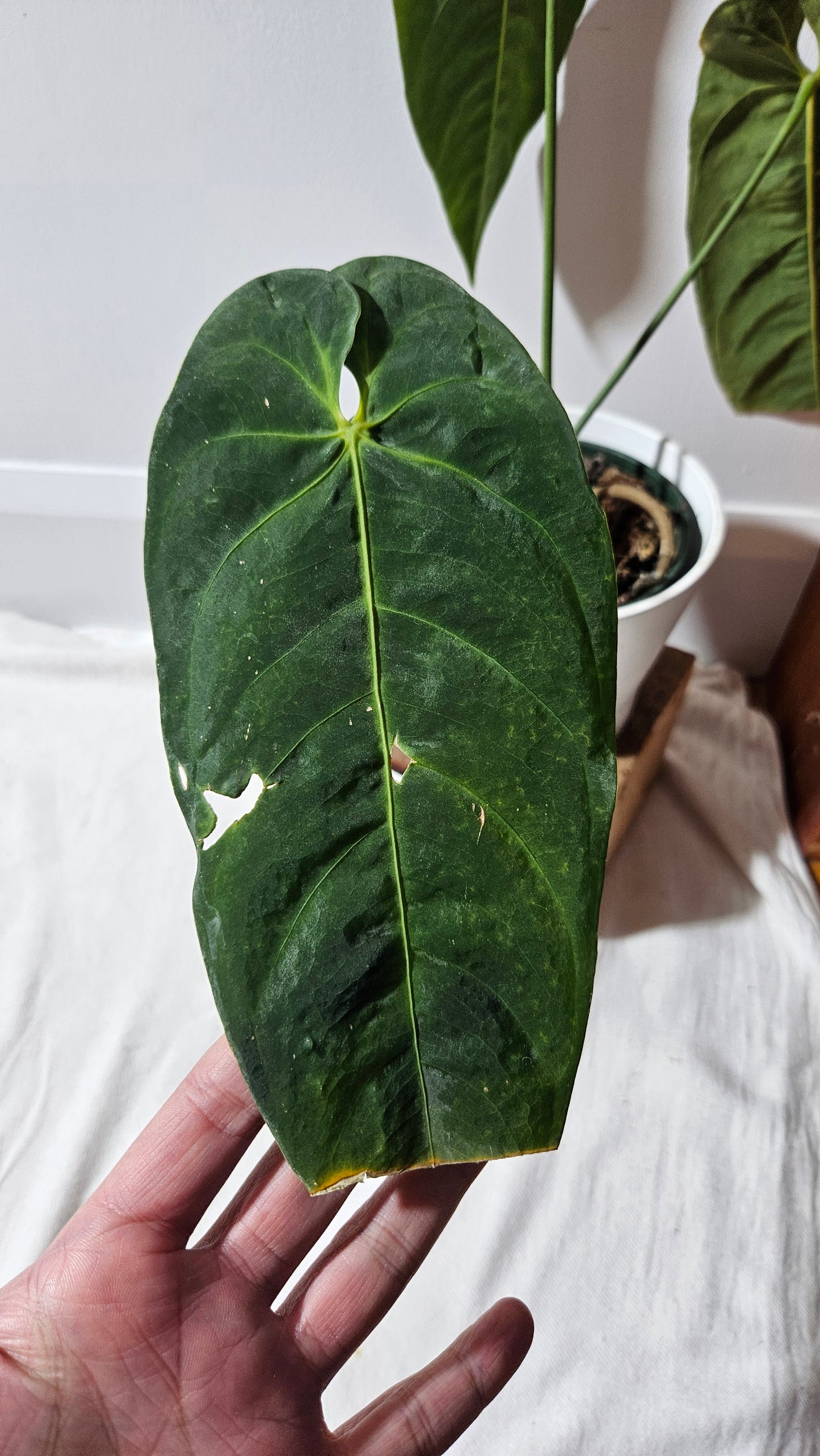 Anthurium Metallicum "Format MOYEN/LARGE" (ANT-475)