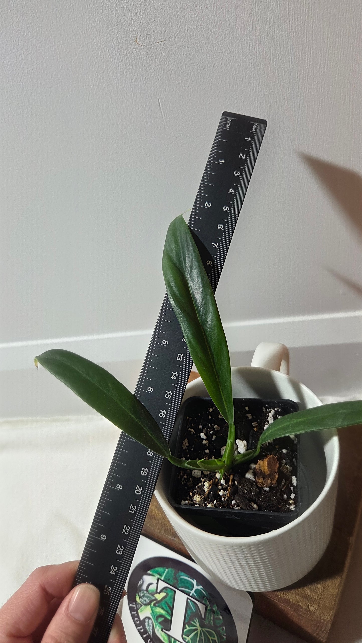 Philodendron Acutifolium (PHI-974)