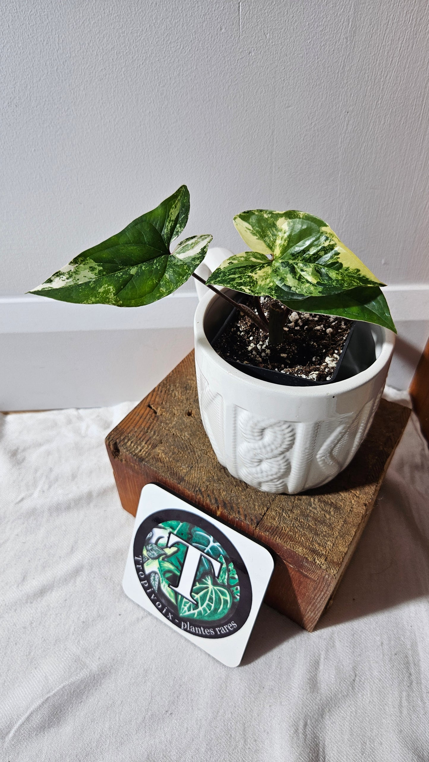 Syngonium Albo (SYN-470)