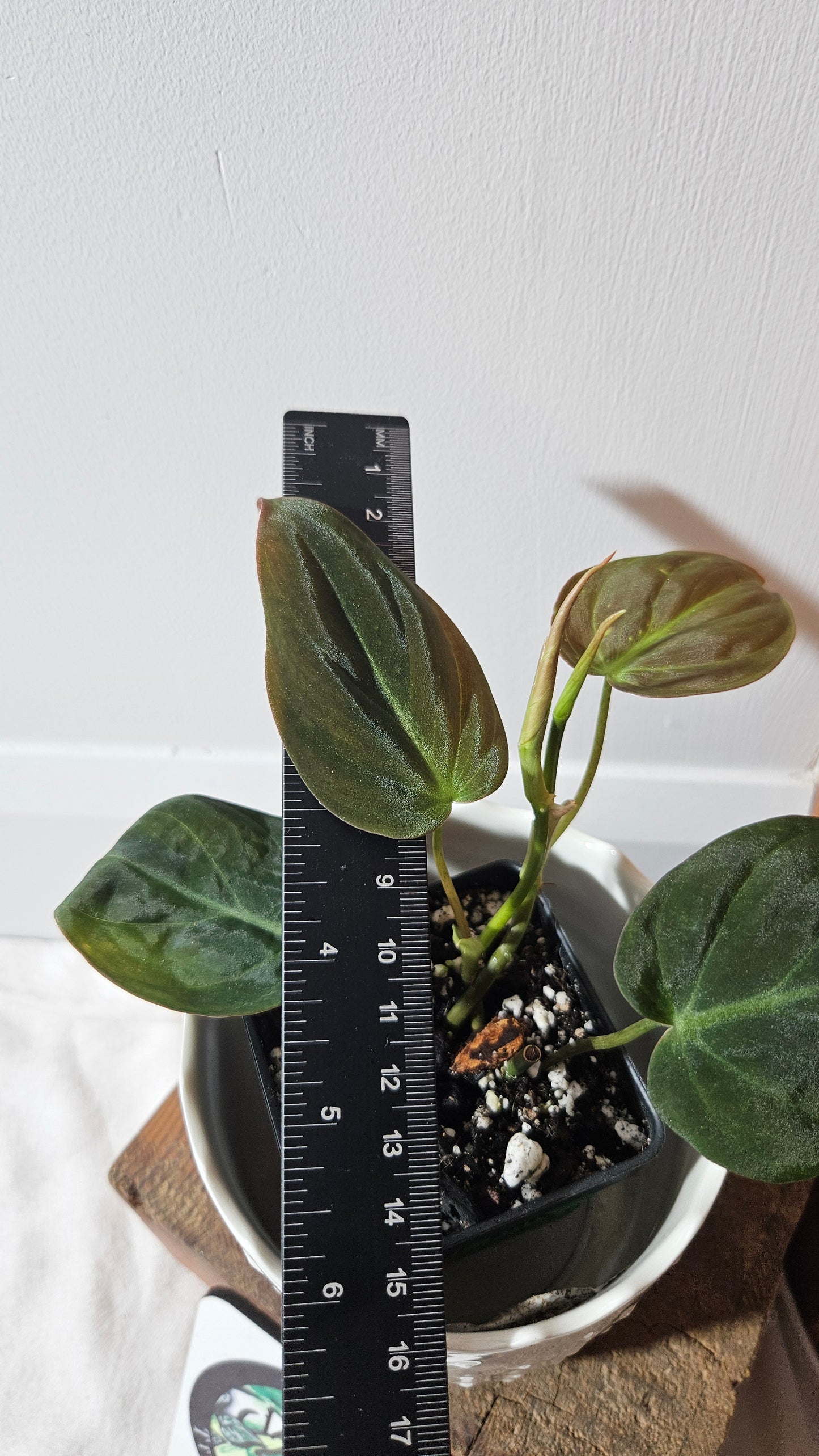 Philodendron Mican Var. REVERT (PHI-785)