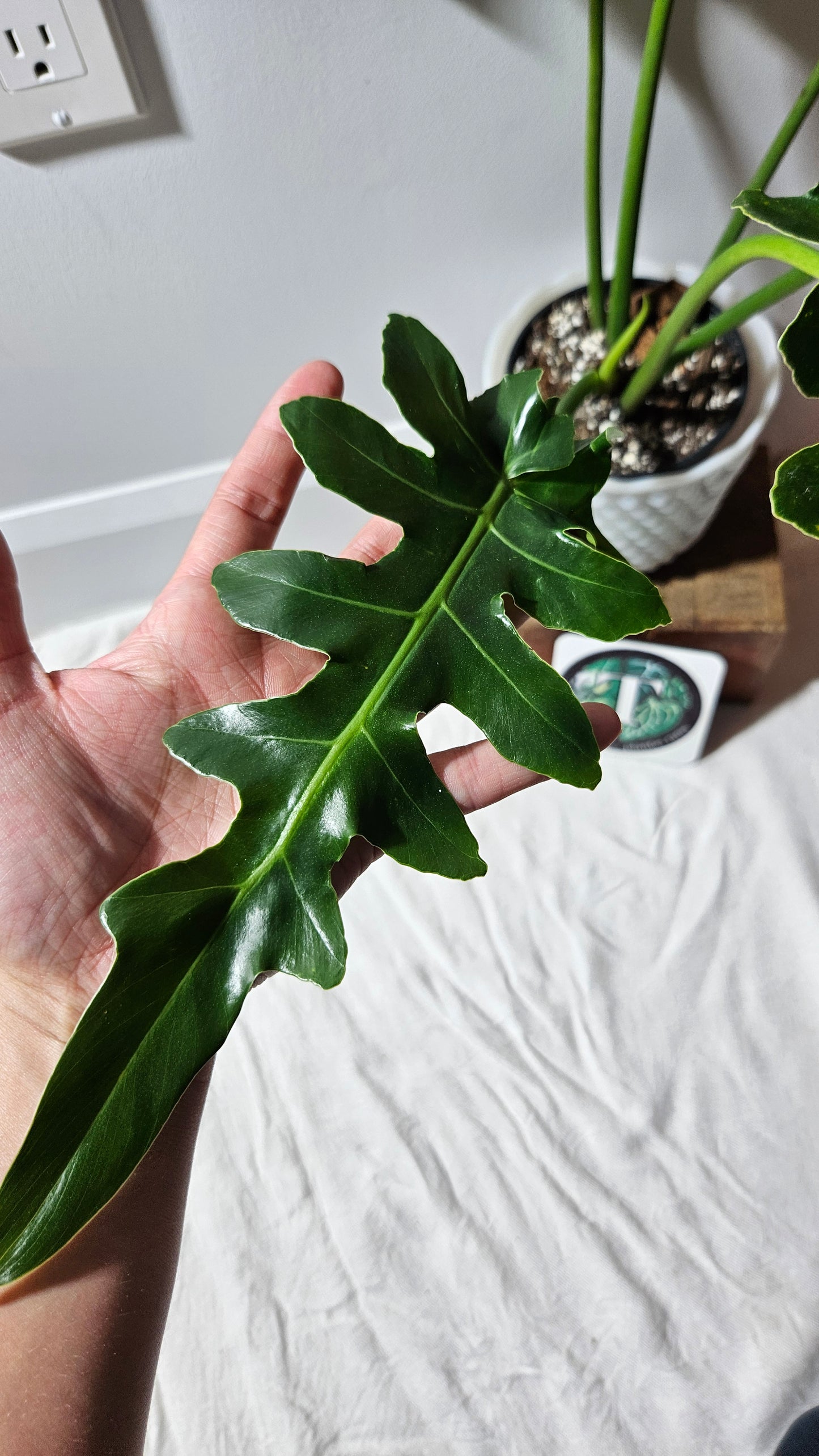 Philodendron Bob Cee (PHI-895)