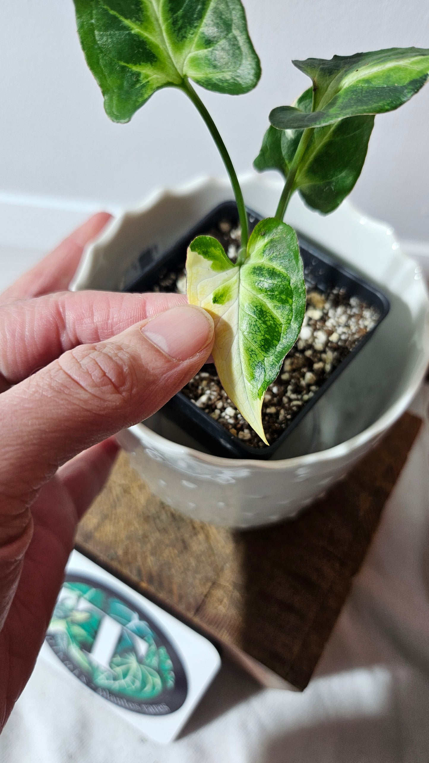 Syngonium T25 (SYN-404)