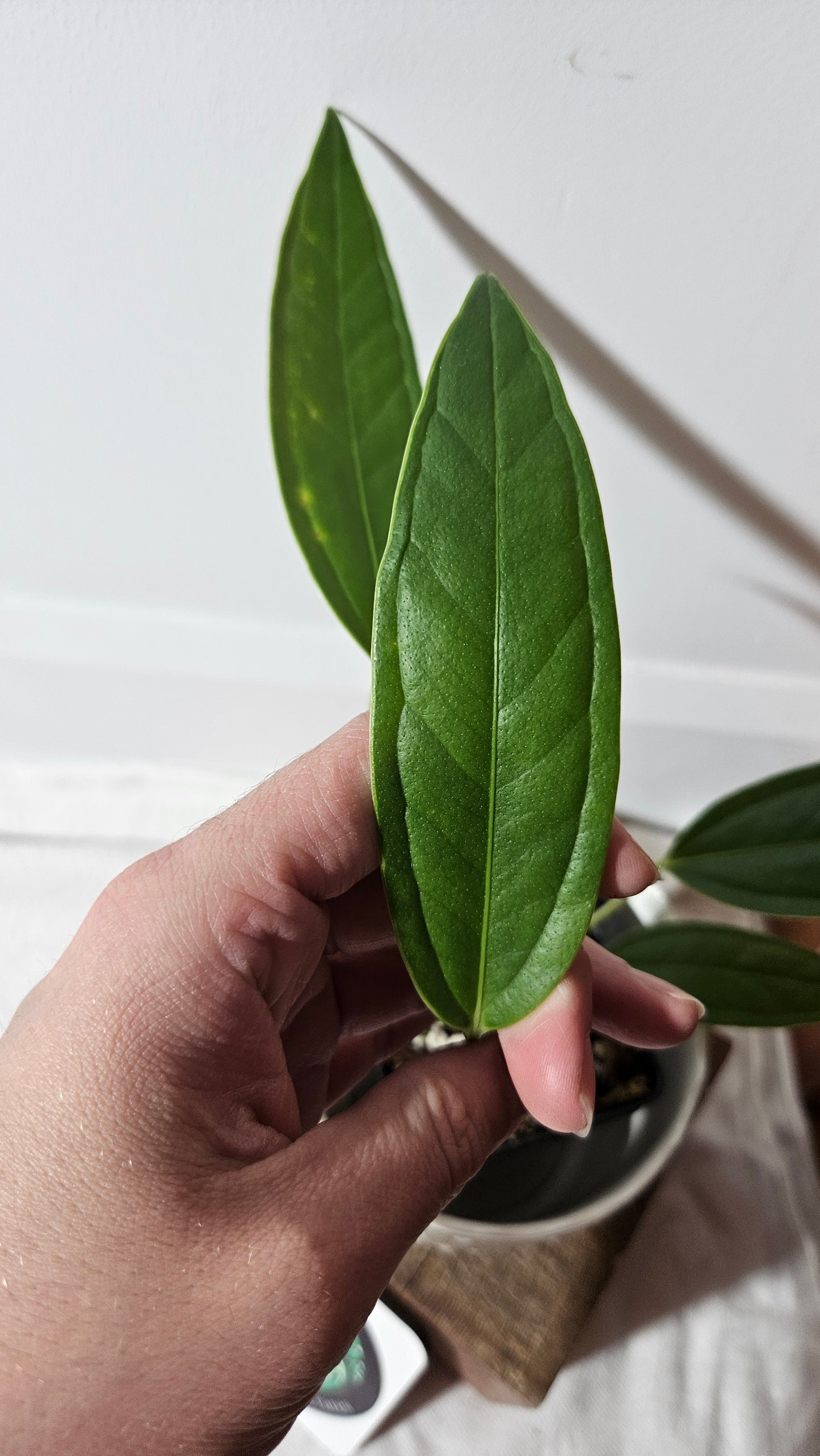 Anthurium Macphersonii "format MOYEN" (ANT-407)