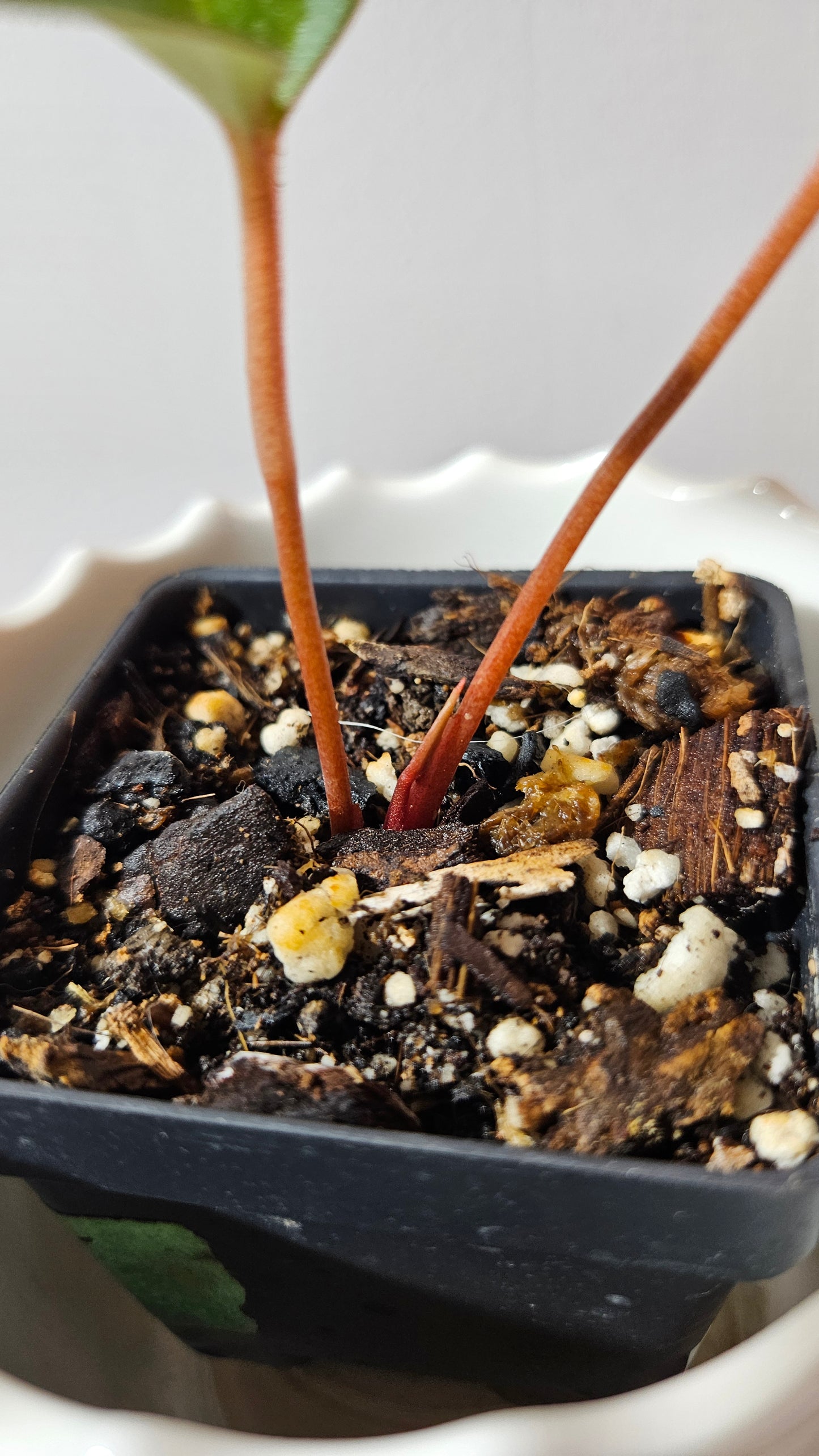 Anthurium Xone × Getafix "SMALL format" (ANT-319)