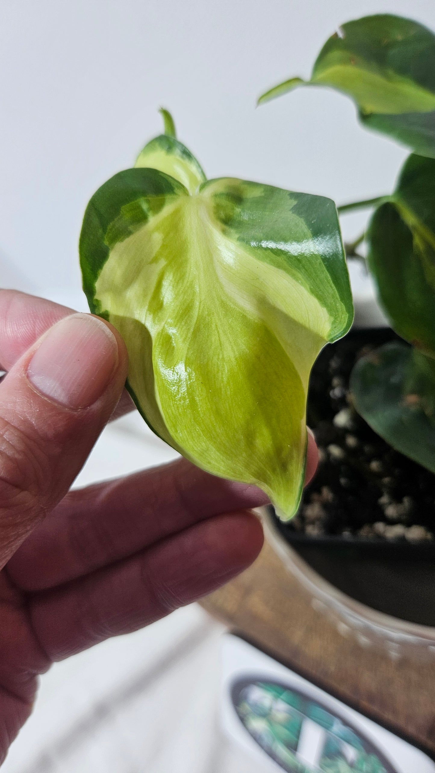 Philodendron Hederaceum Cream Splash (PHI-730)