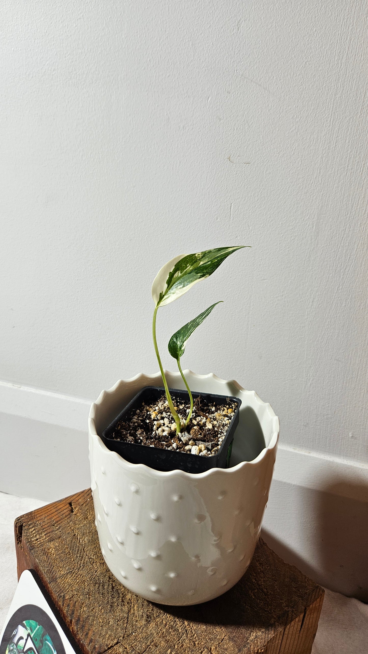 Epipremnum pinnatum Albo (EPI-196)