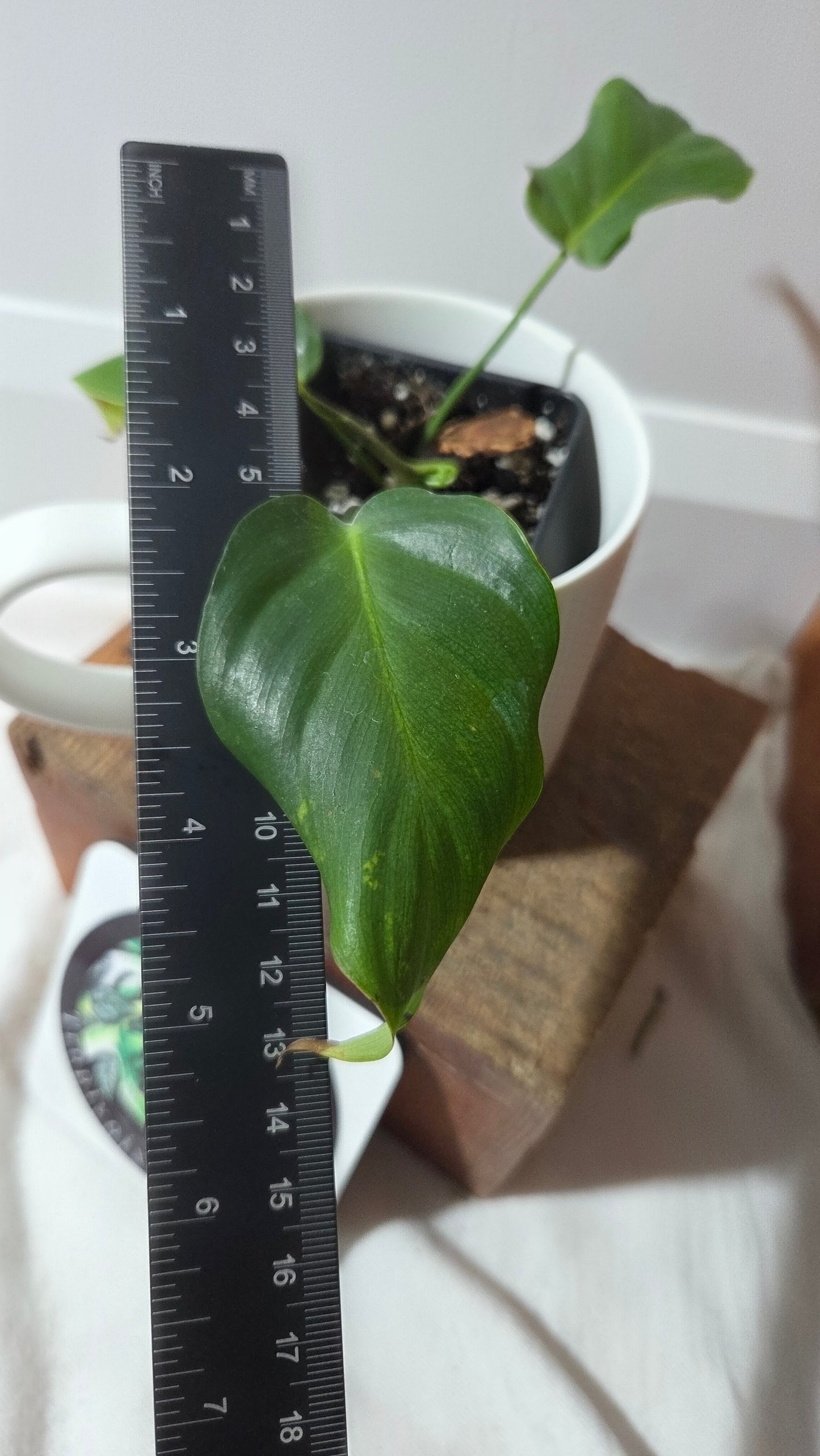 Philodendron Green Sky (PHI-987)