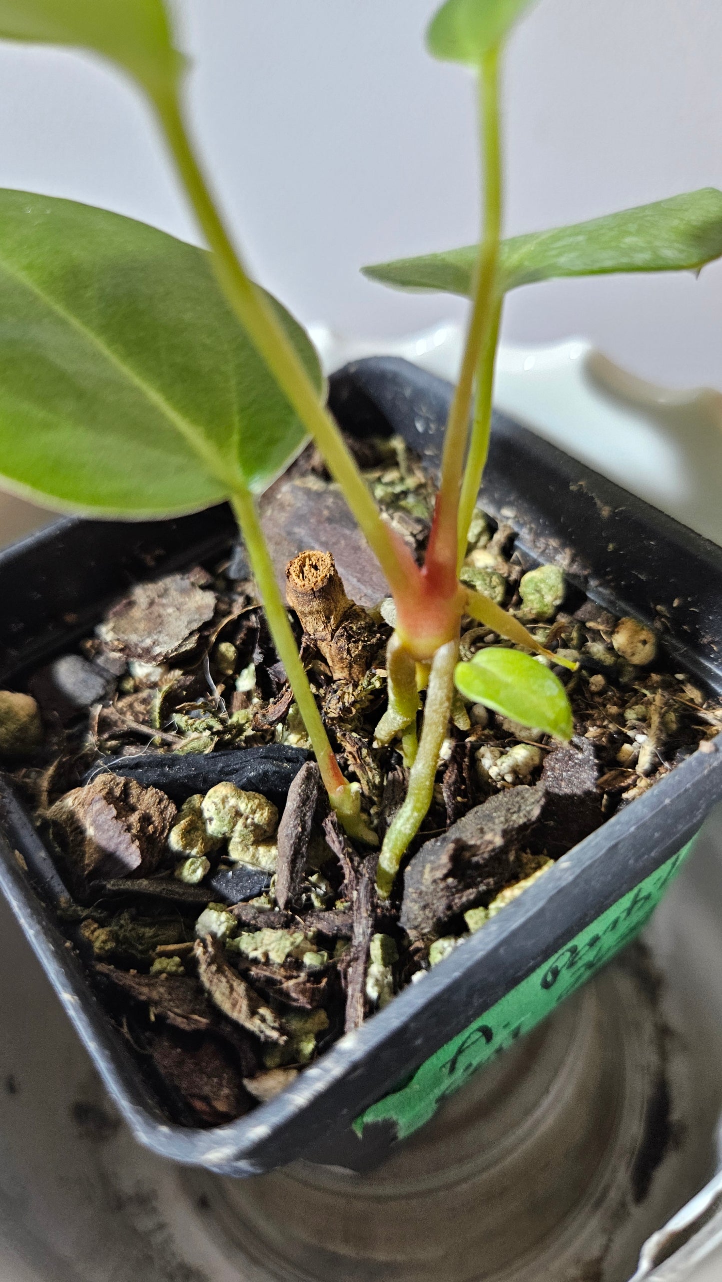 Anthurium Portillae (Indo) "format PETIT" (ANT-494)
