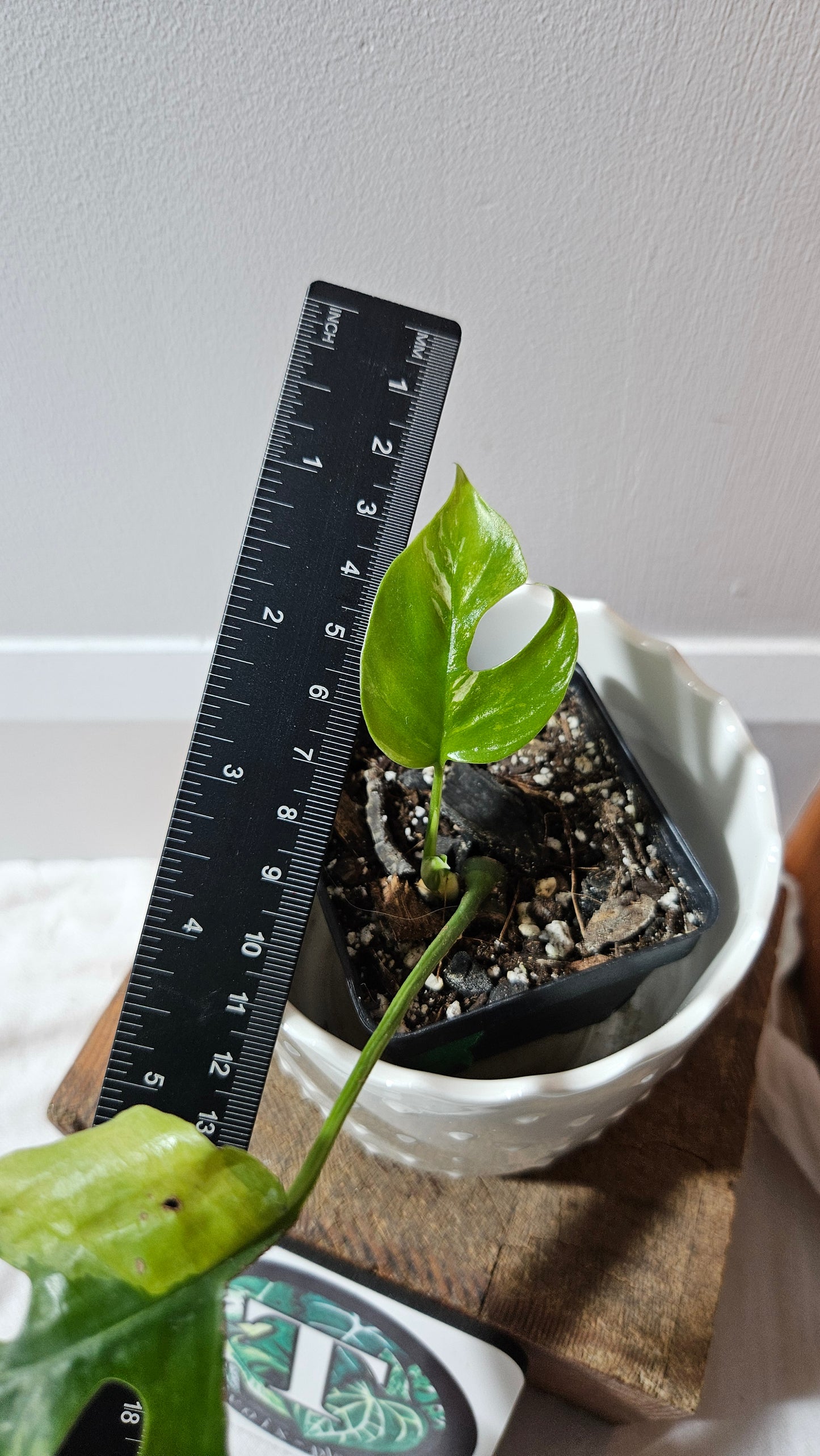 Rhaphidophora Tetrasperma Variegata (AUT-077)
