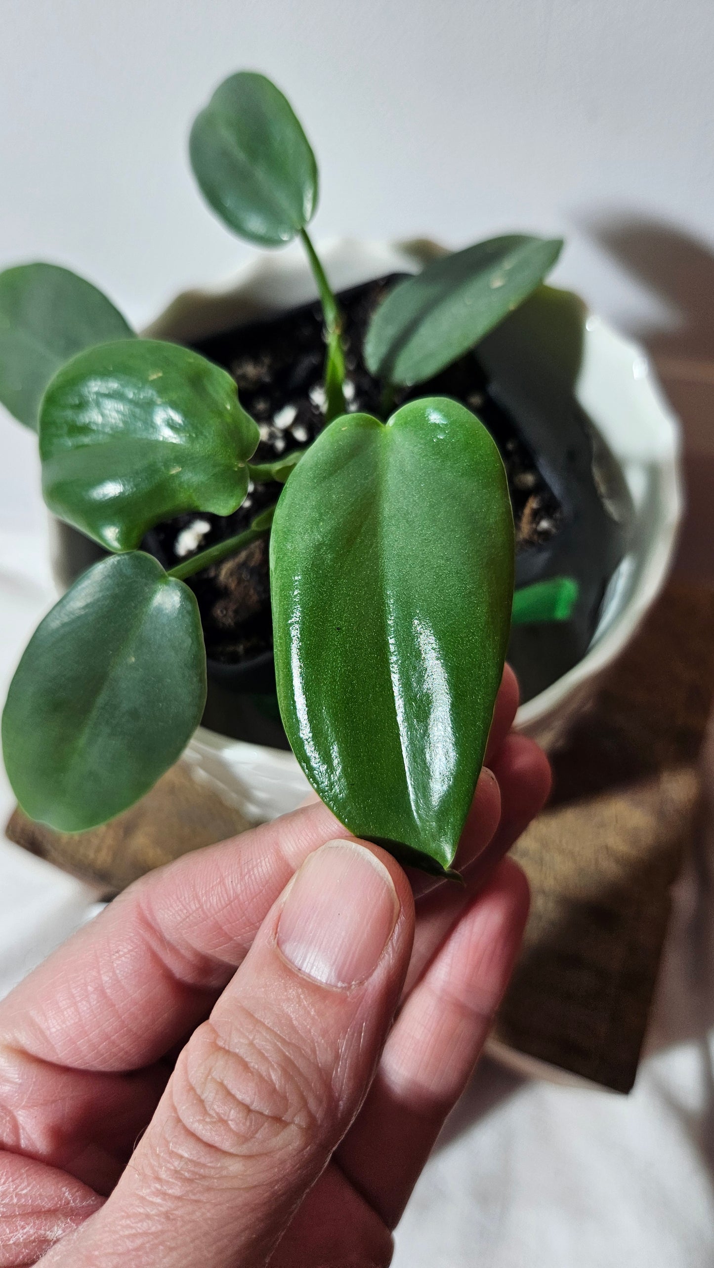 Philodendron Violin silver (PHI-633)