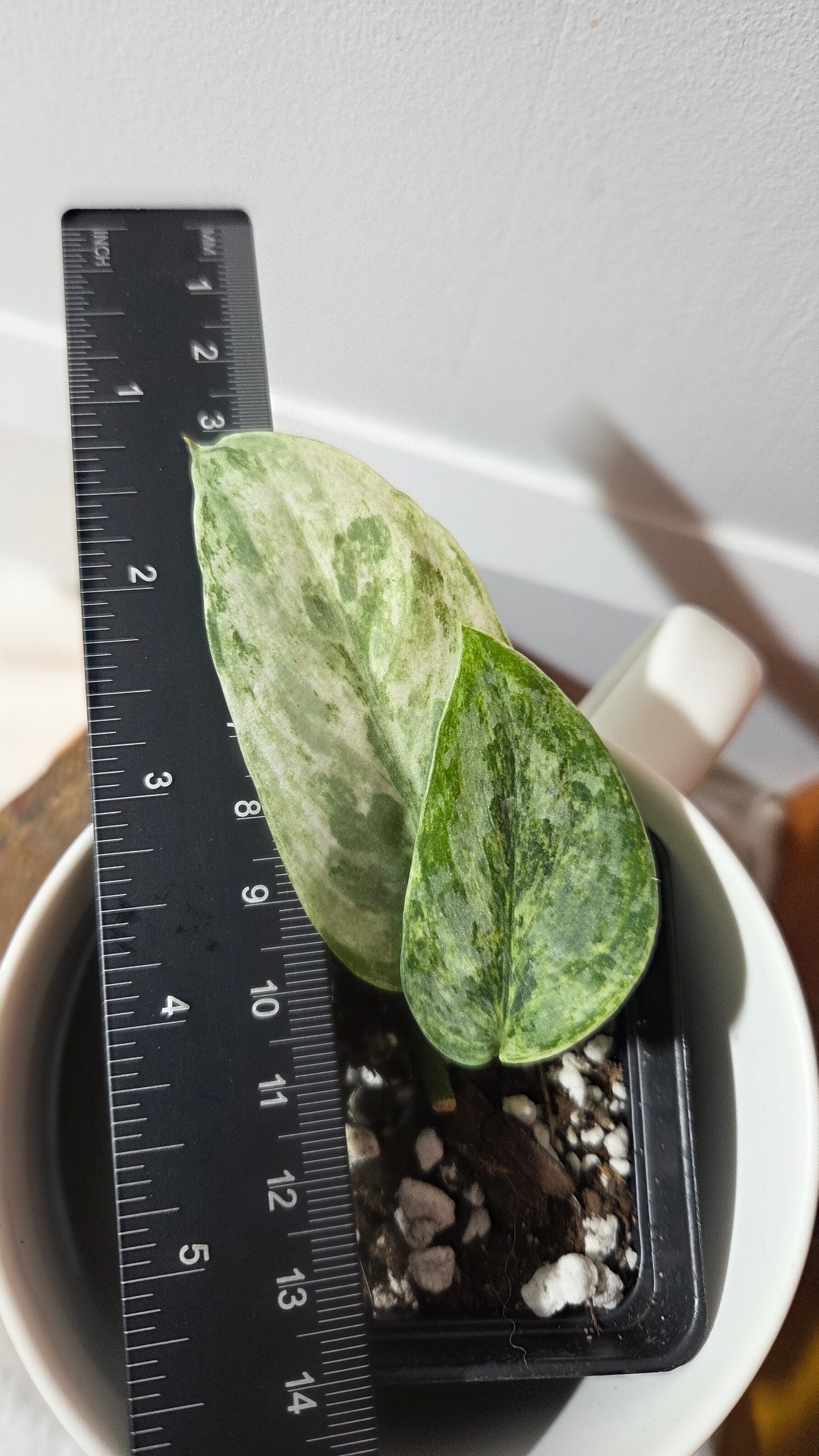 Scindapsus Perlas (SCI-1348)