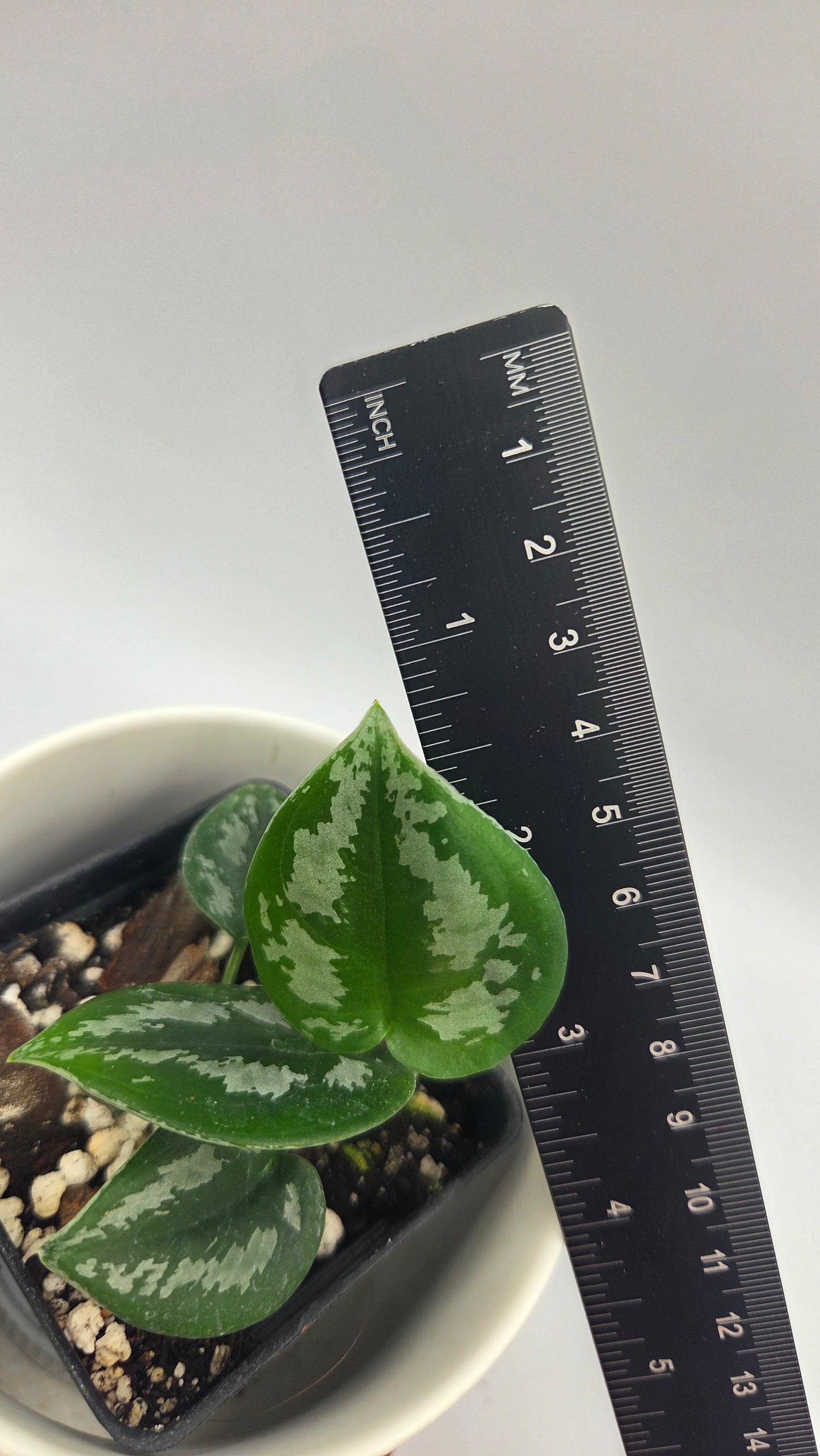 Scindapsus Dark Tricolore (SCI-1485)