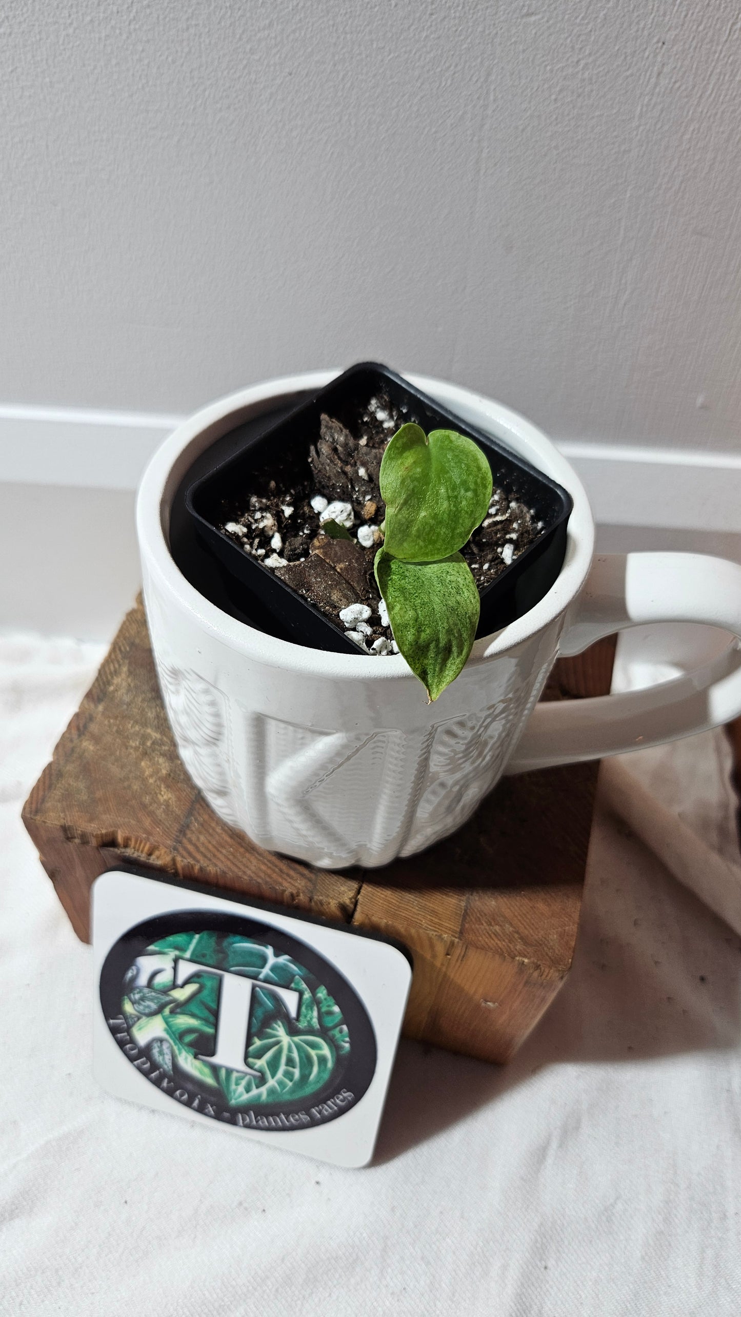 Scindapsus Mojito (SCI-1253)