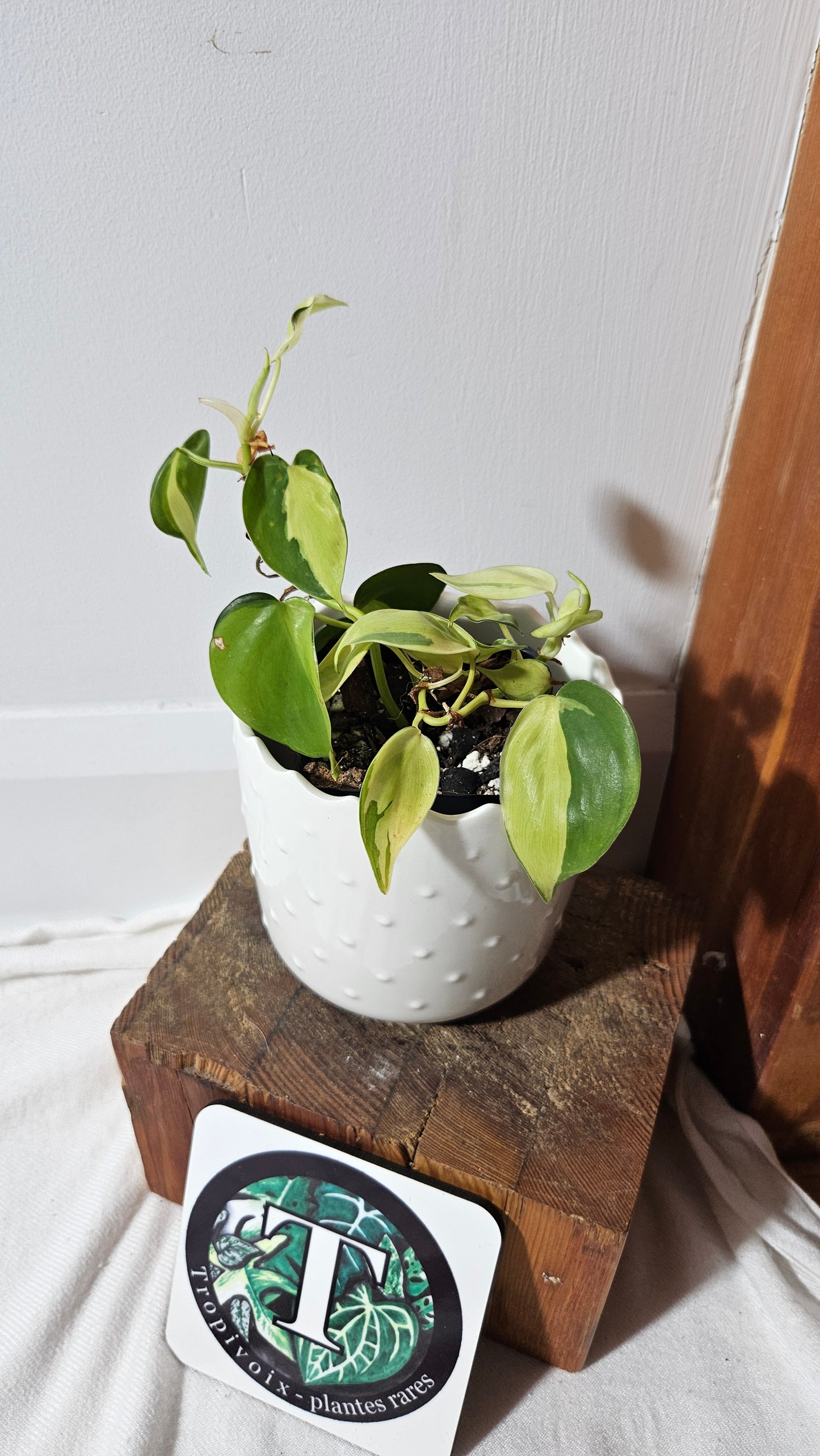 Philodendron Hederaceum Cream Splash (PHI-848)