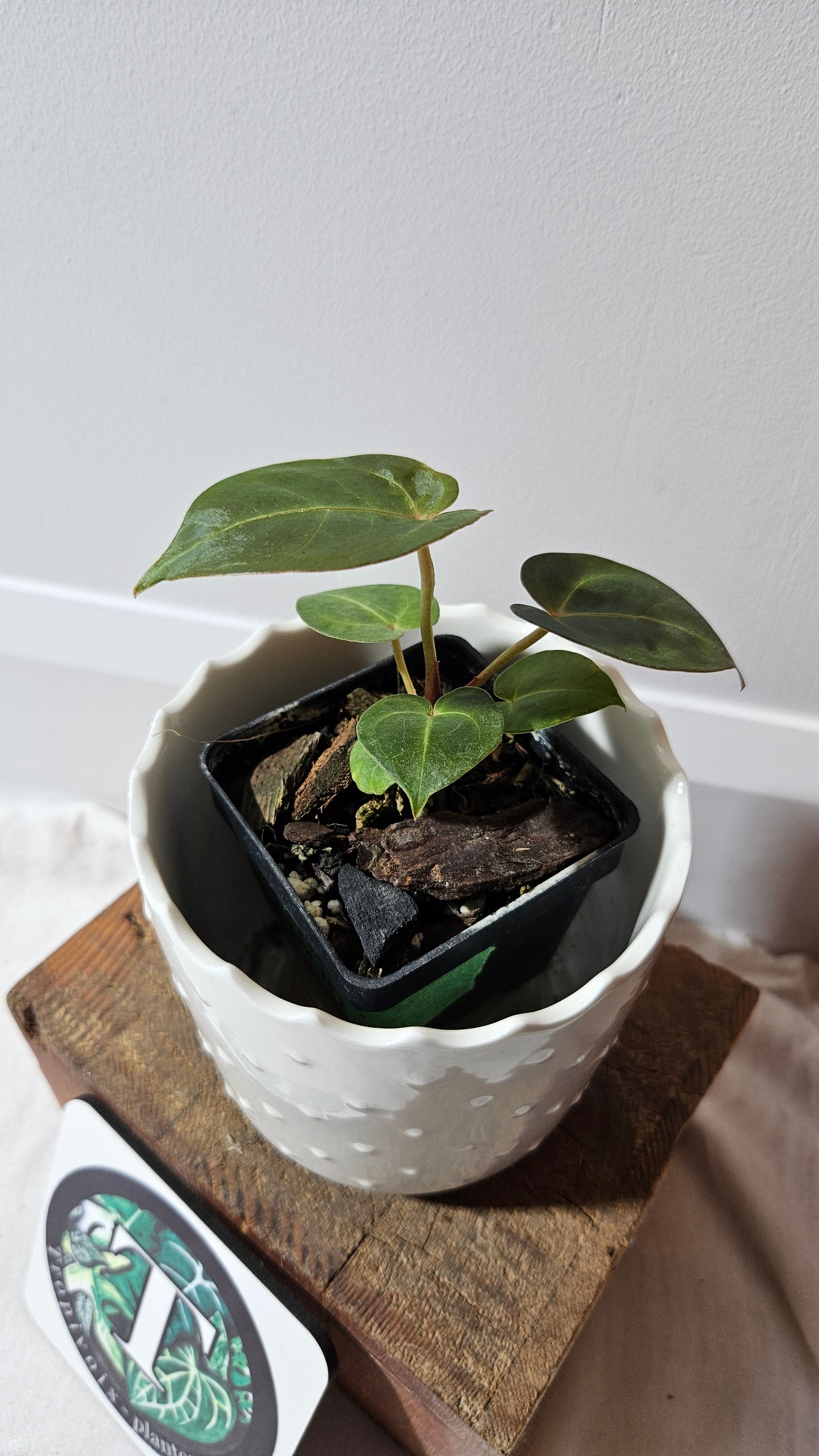 Anthurium Dressleri "format PETIT" (ANT-464)