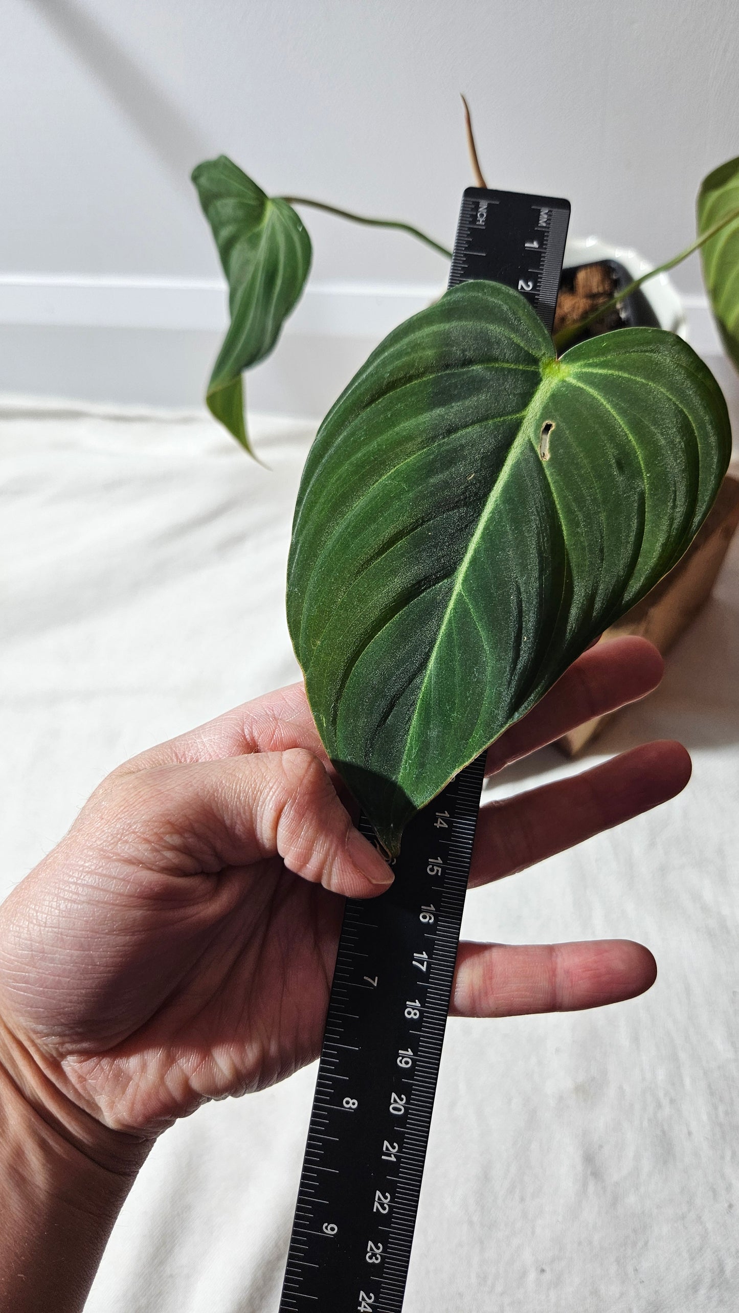 Philodendron Glorious (PHI-723)