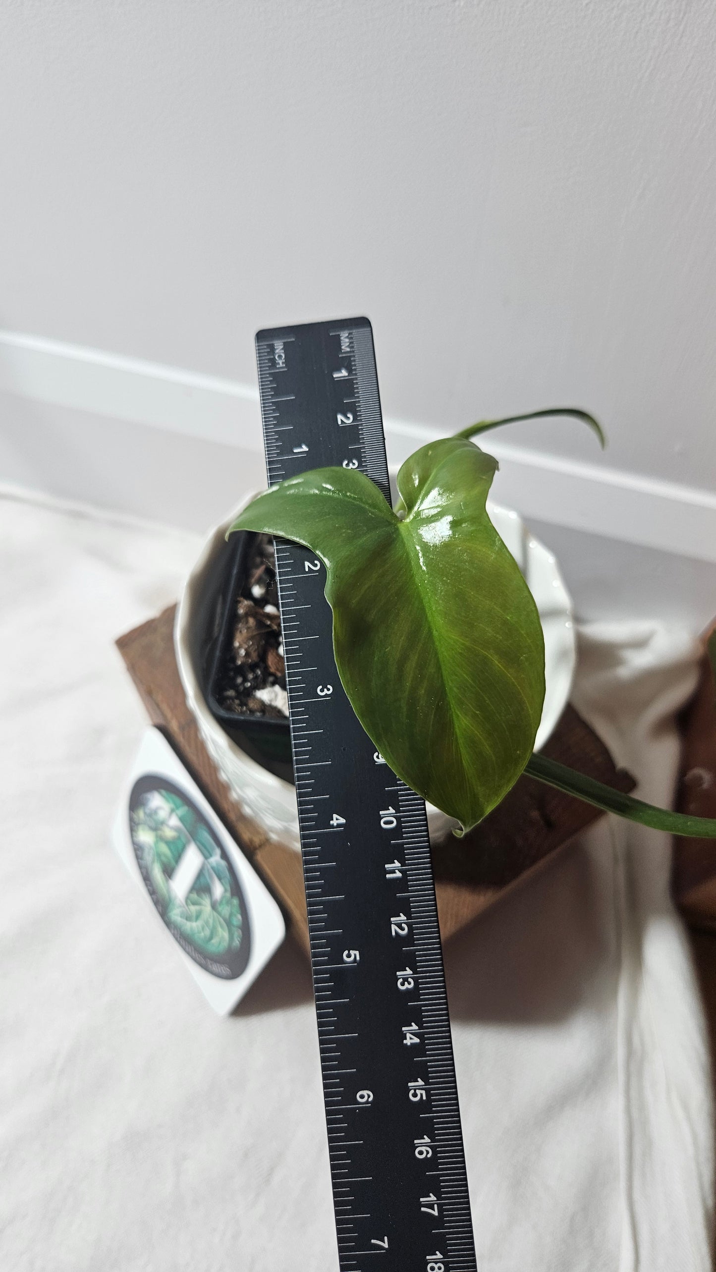 Philodendron Barrosoanum Spécial (PHI-727)